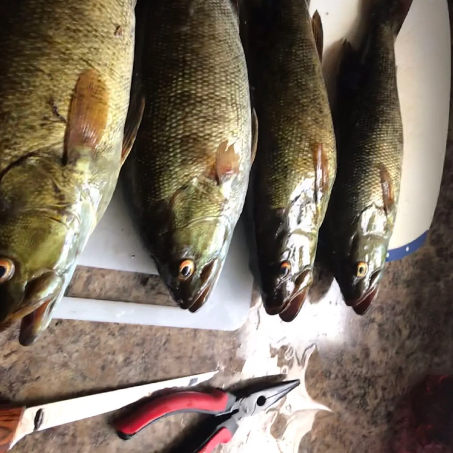 recently logged catches