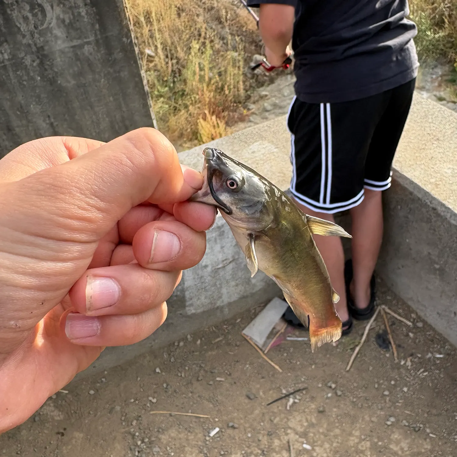 Black bullhead caught on Fishbrain