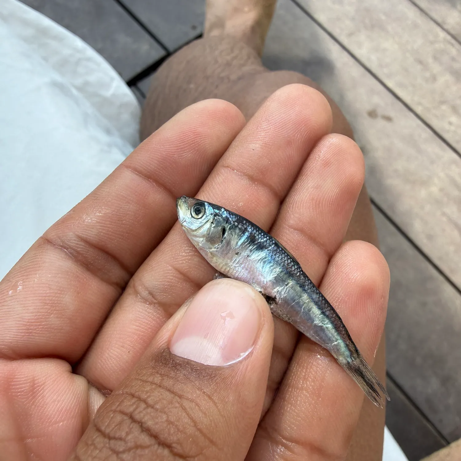 The most recent Round sardinella catches on Fishbrain