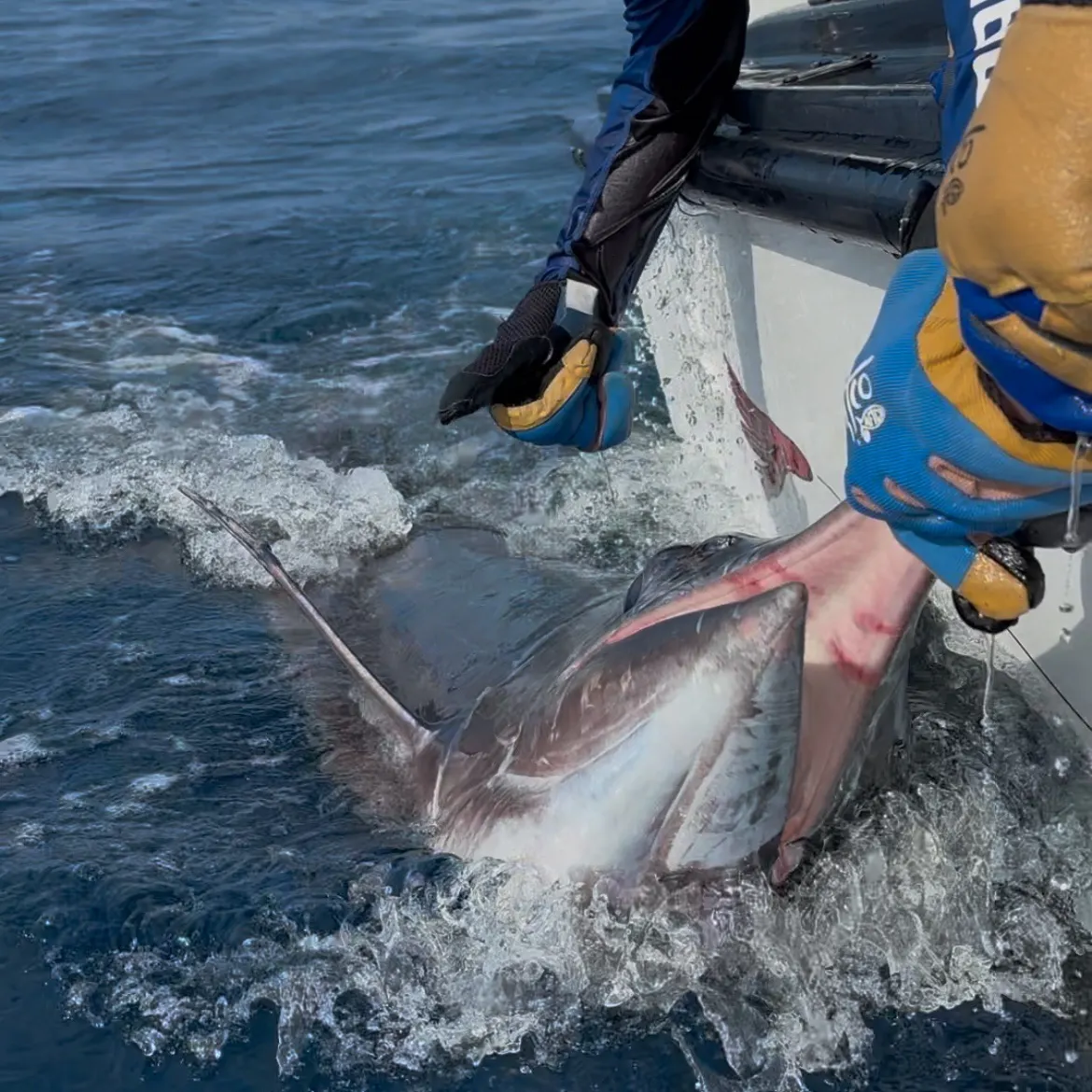 The most recent Striped marlin catches on Fishbrain