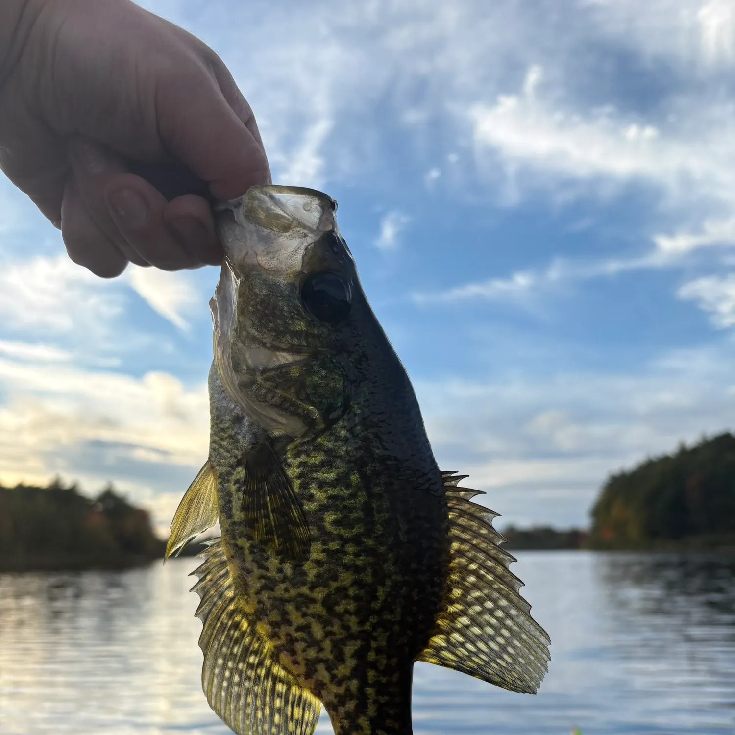 Black crappie caught on Fishbrain
