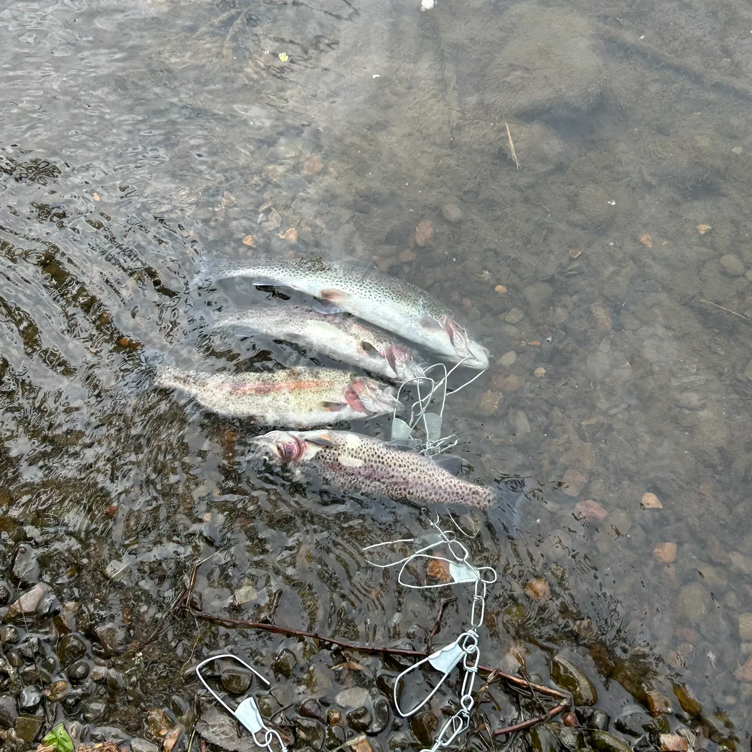 recently logged catches