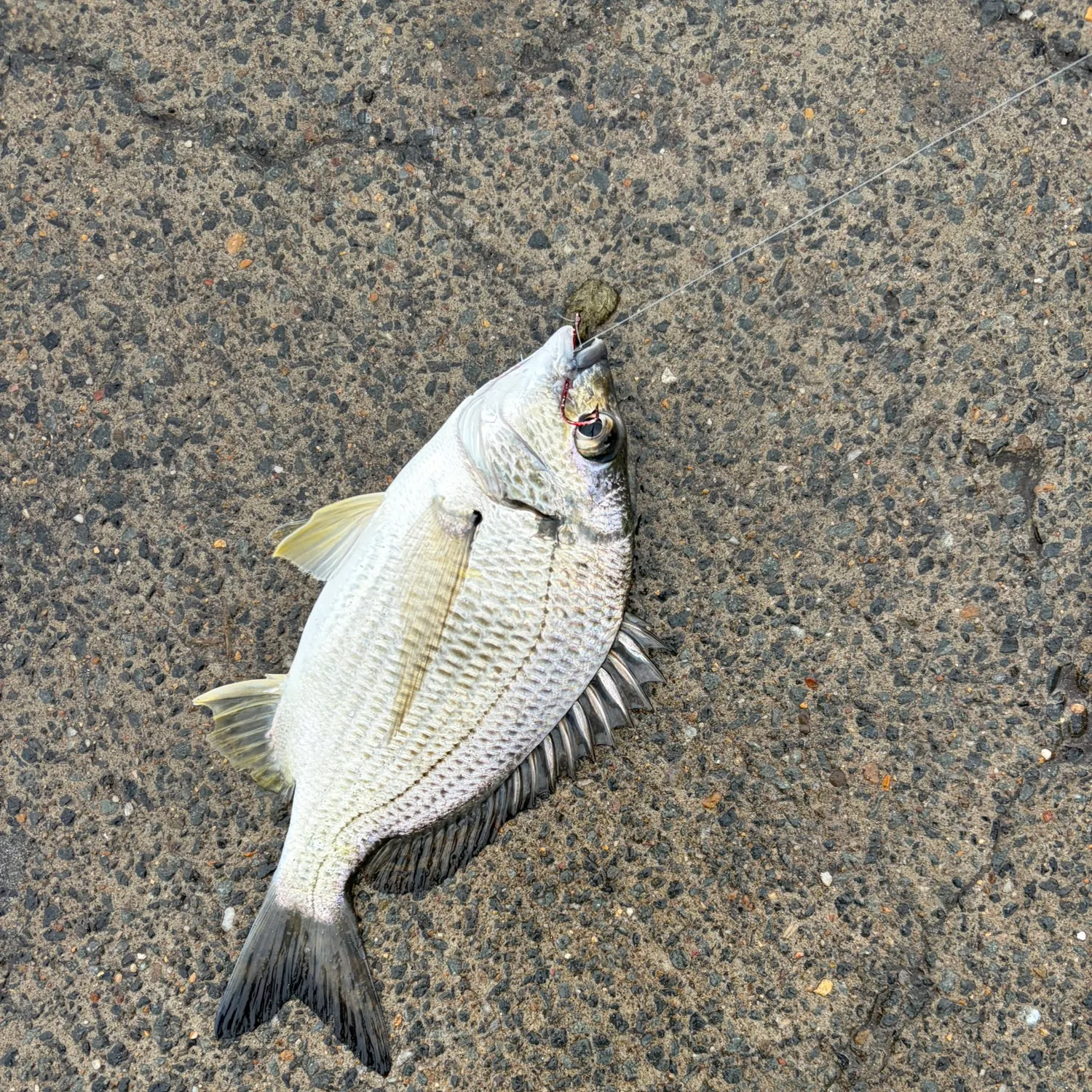 Surf bream caught on Fishbrain