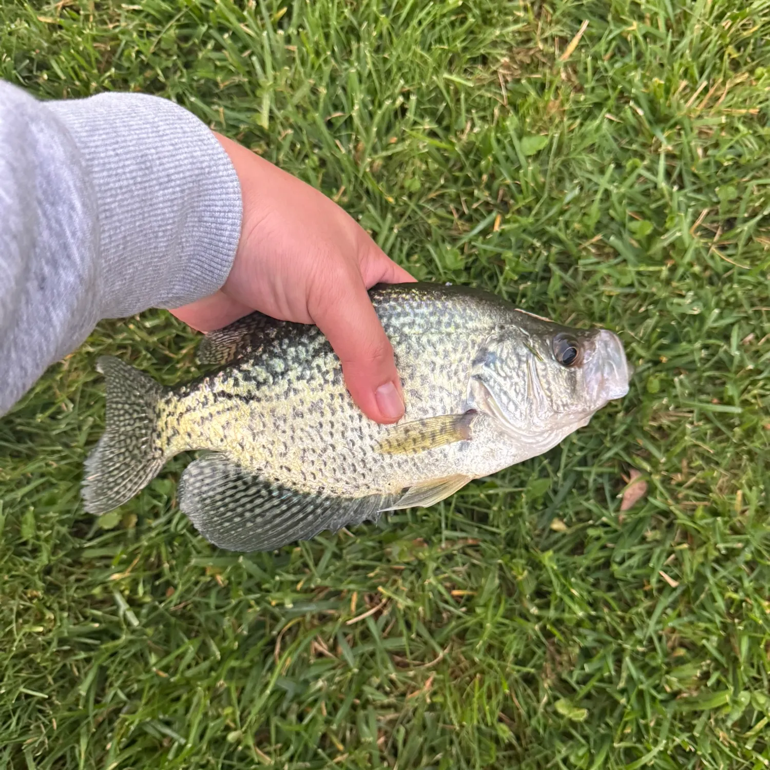 Black crappie caught on Fishbrain