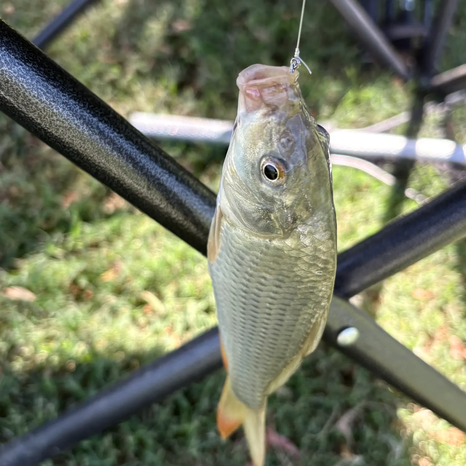 Common carp caught on Fishbrain