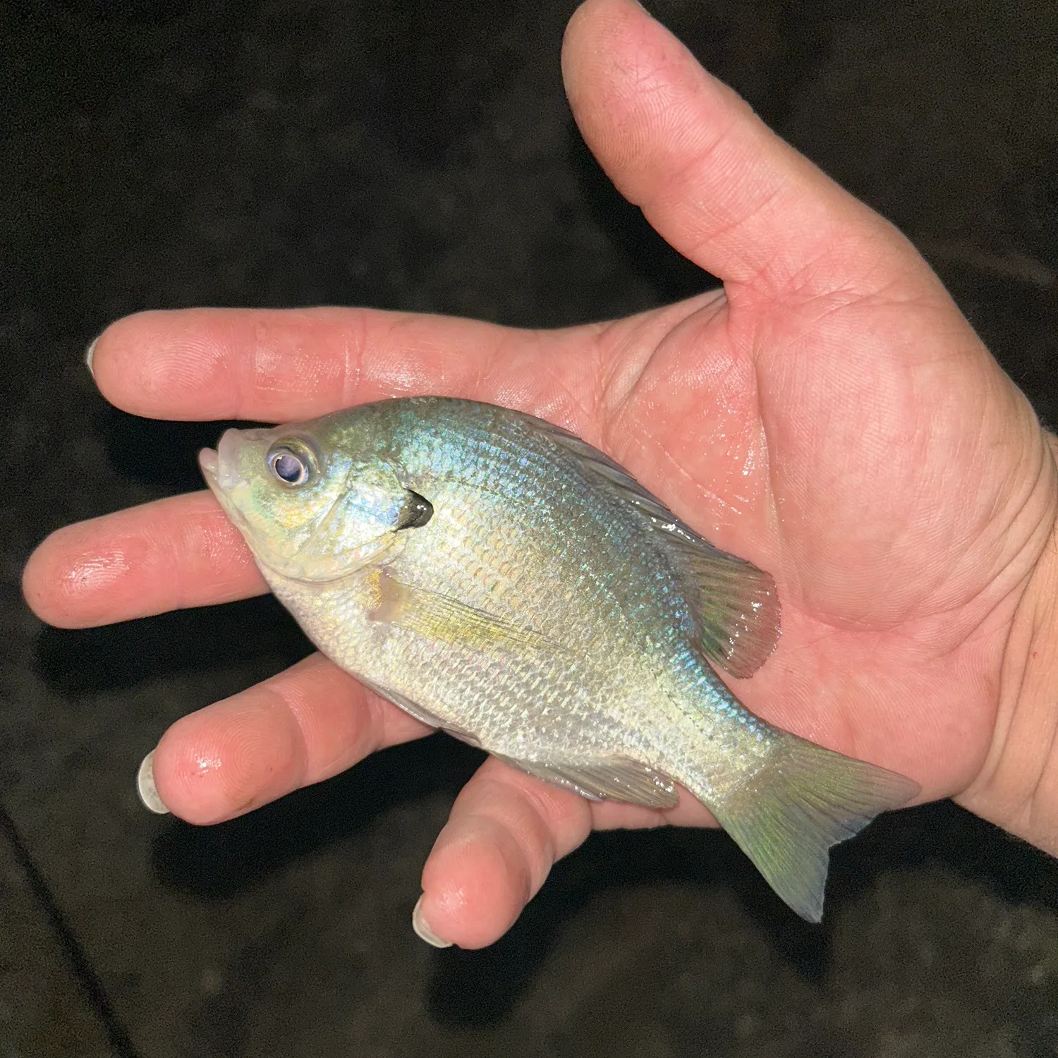 Bluegill caught on Fishbrain