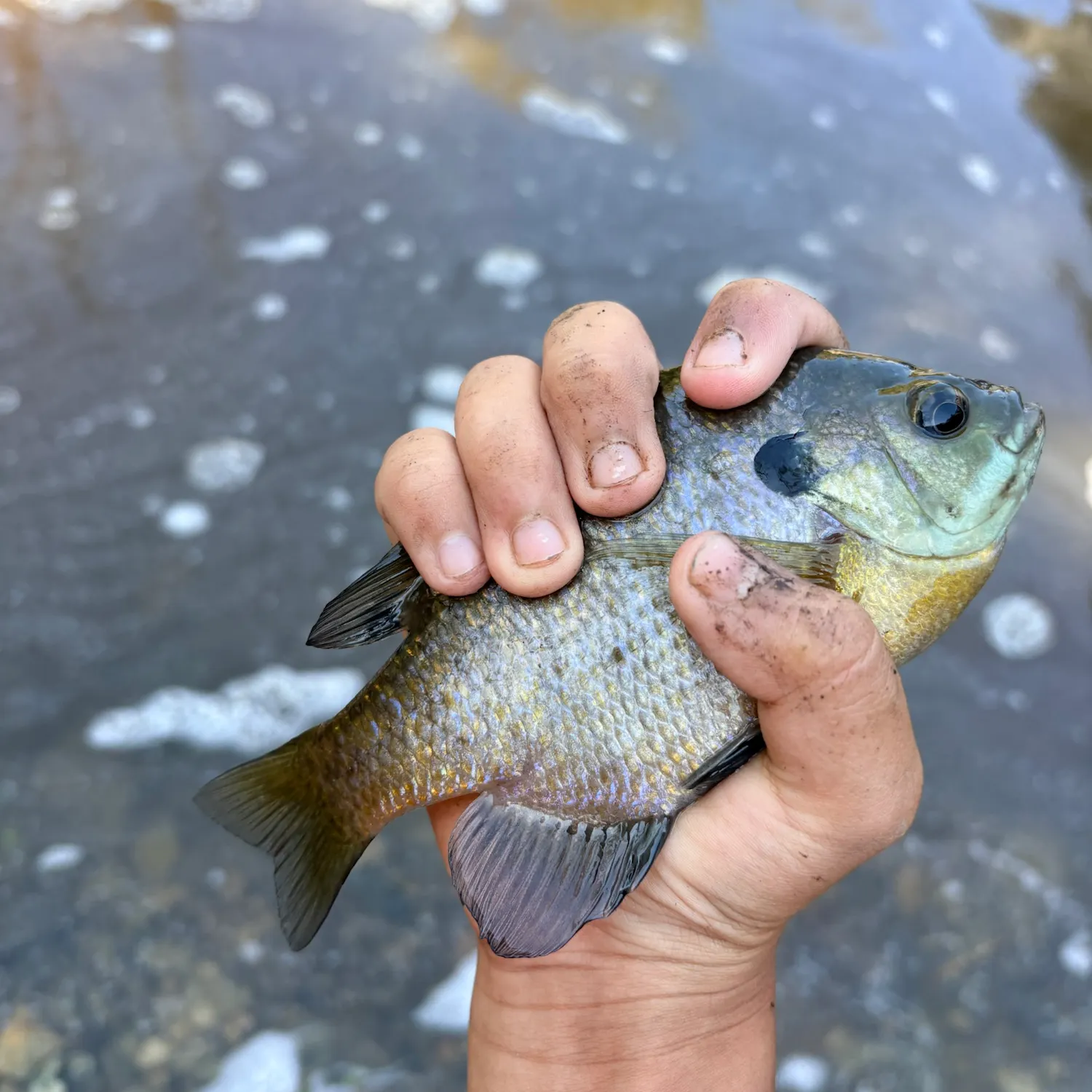 Bluegill caught on Fishbrain