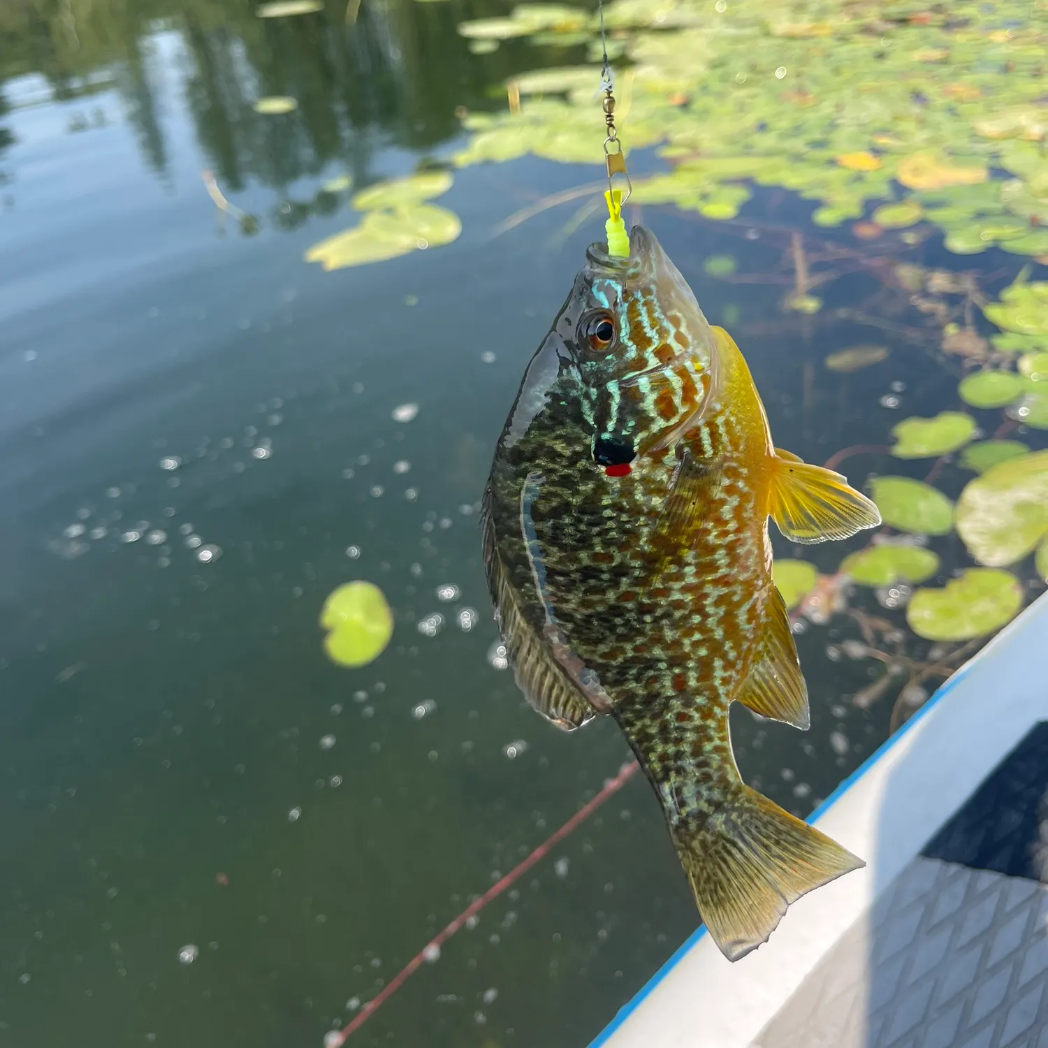 Pumpkingill hybrid caught on Fishbrain