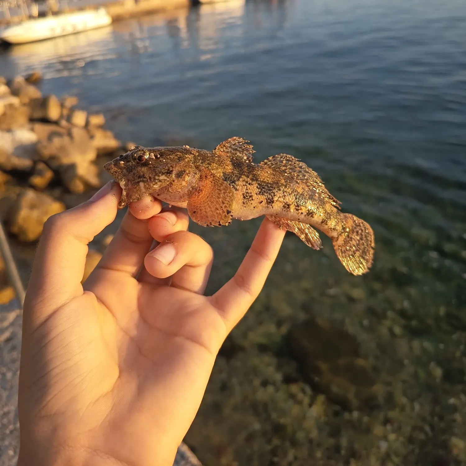 The most recent Common goby catches on Fishbrain