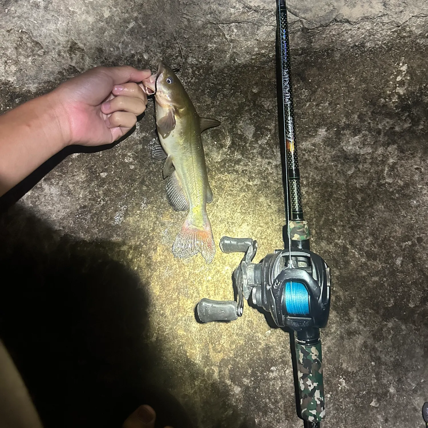 White bullhead caught on Fishbrain