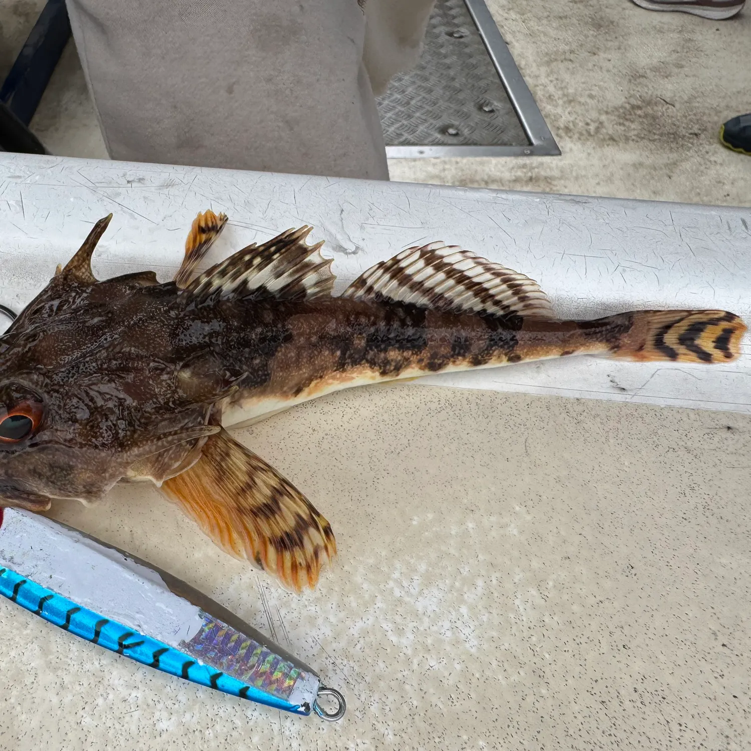 The most recent Longhorn sculpin catches on Fishbrain