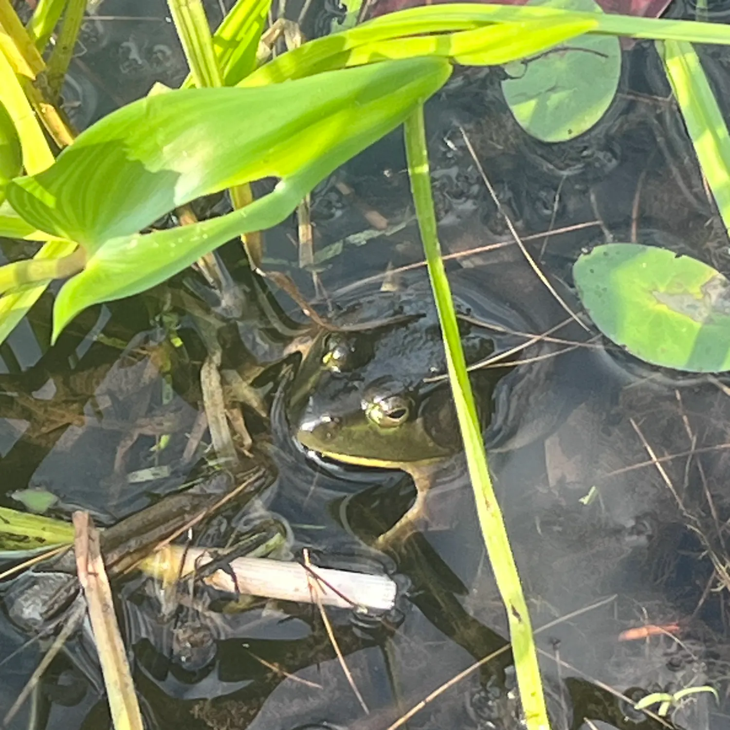 American bullfrog caught on Fishbrain
