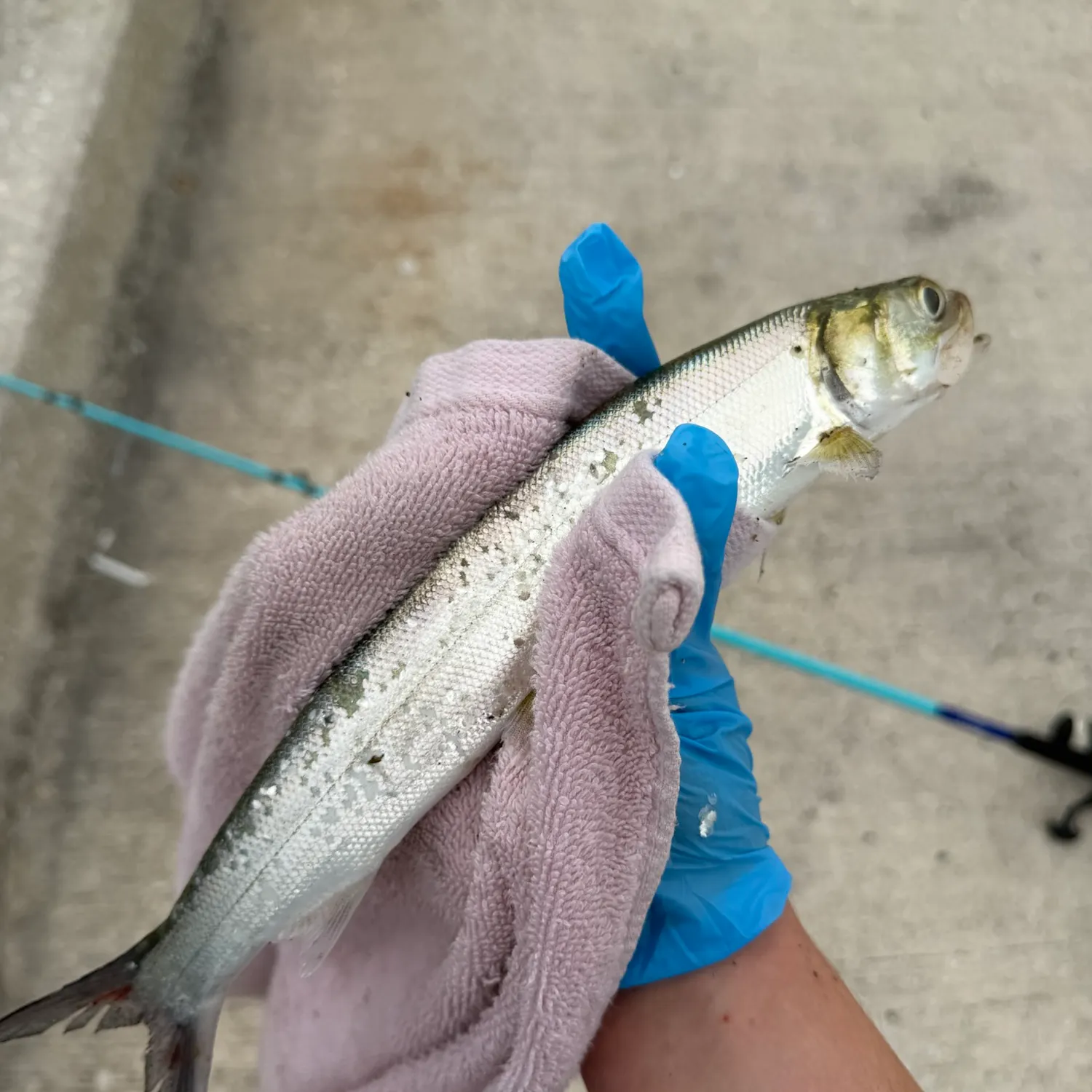 Ladyfish caught on Fishbrain