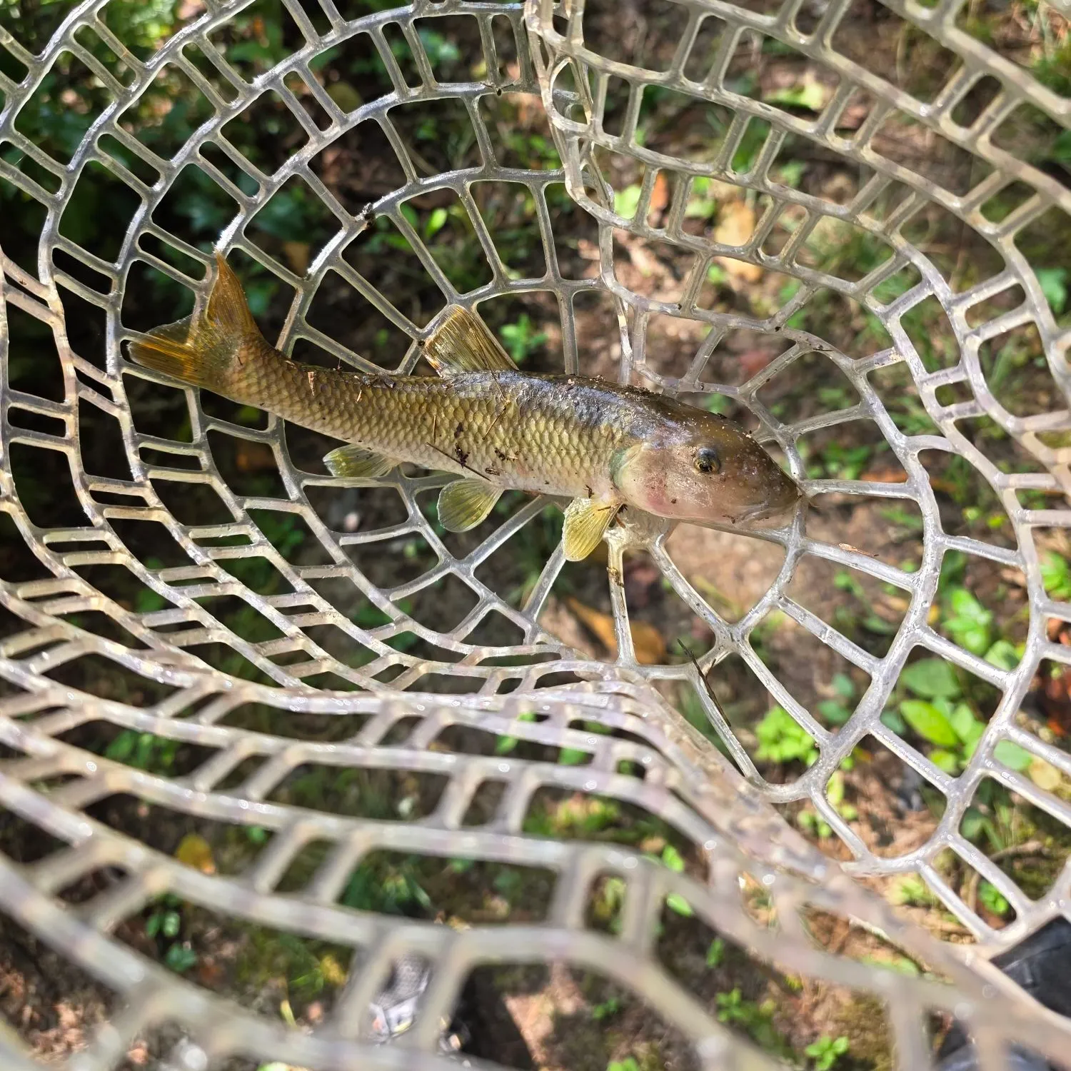 The most recent River chub catches on Fishbrain