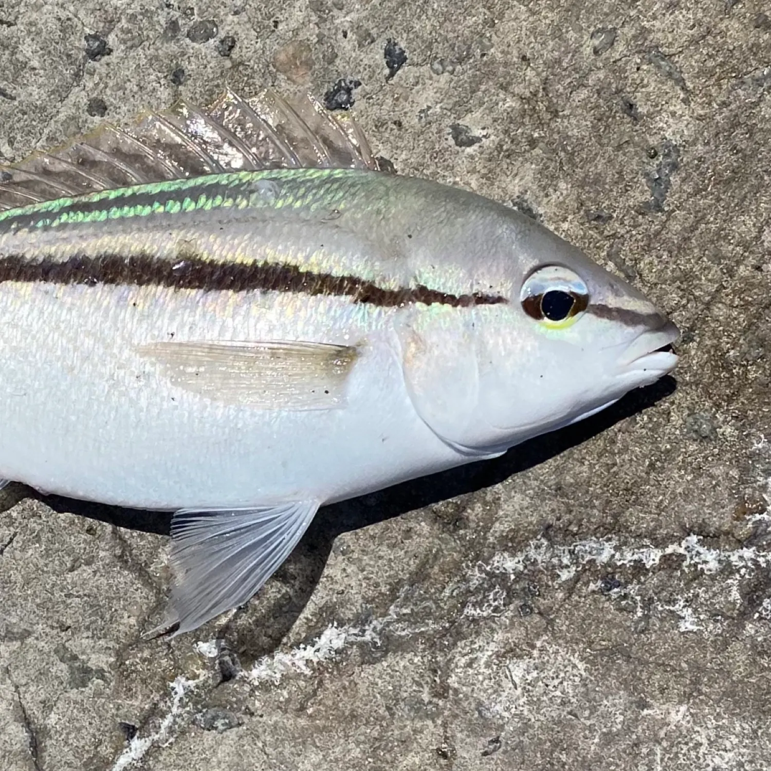 The most popular recent Striped whiptail catch on Fishbrain