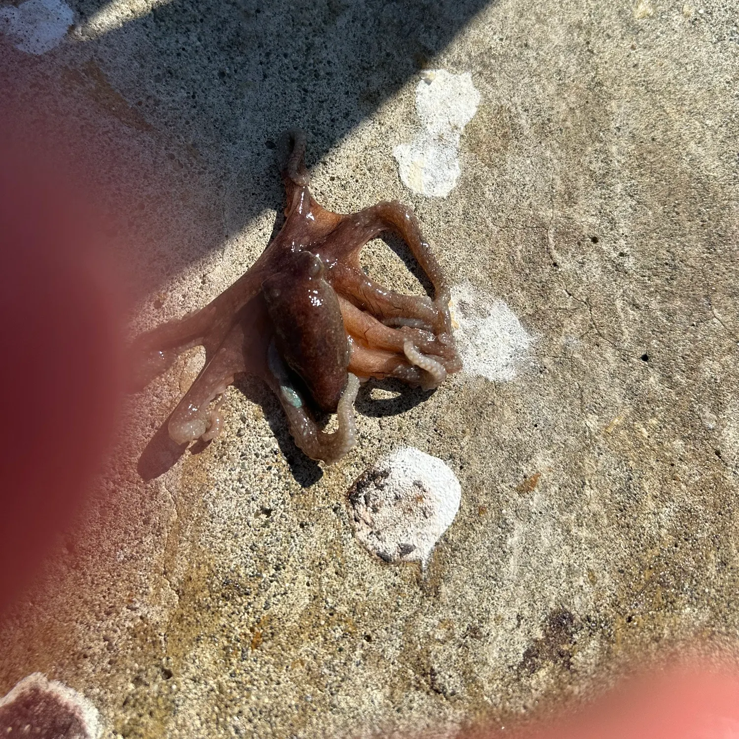 The most recent California two-spot octopus catches on Fishbrain