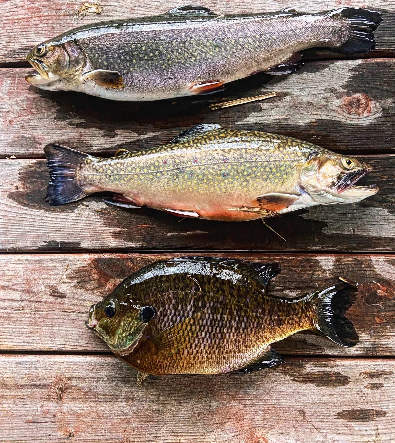 recently logged catches