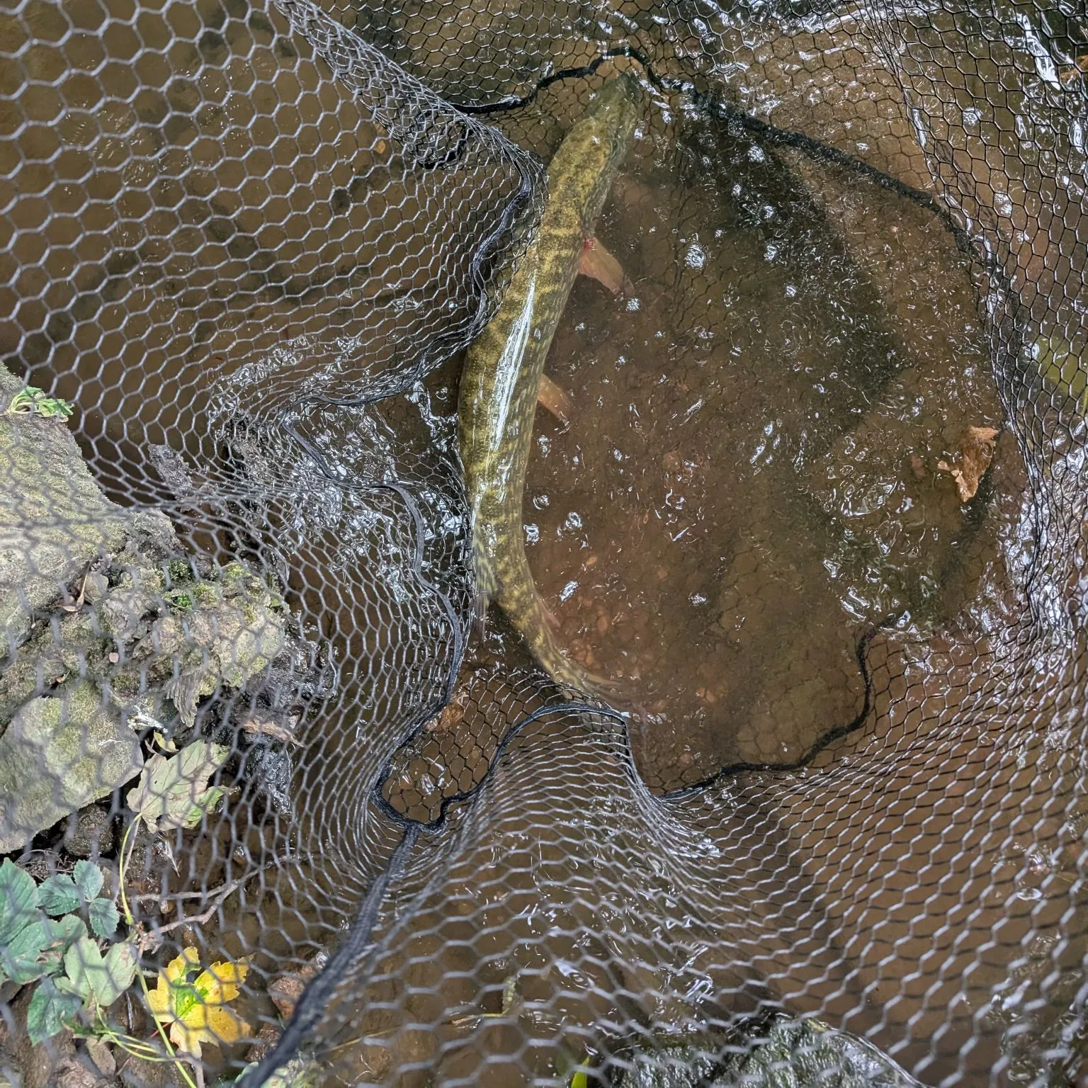 Northern pike caught on Fishbrain
