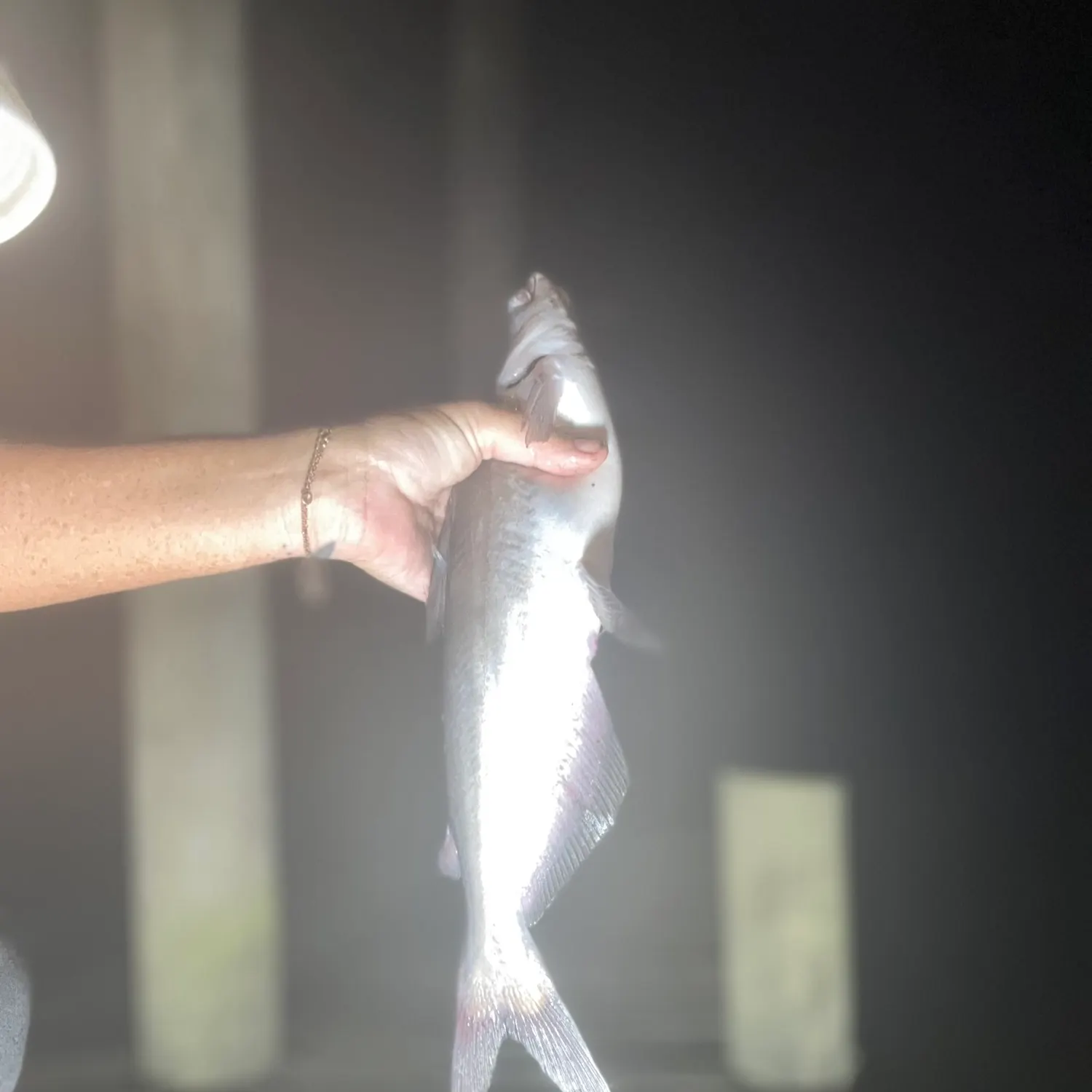Blue catfish caught on Fishbrain