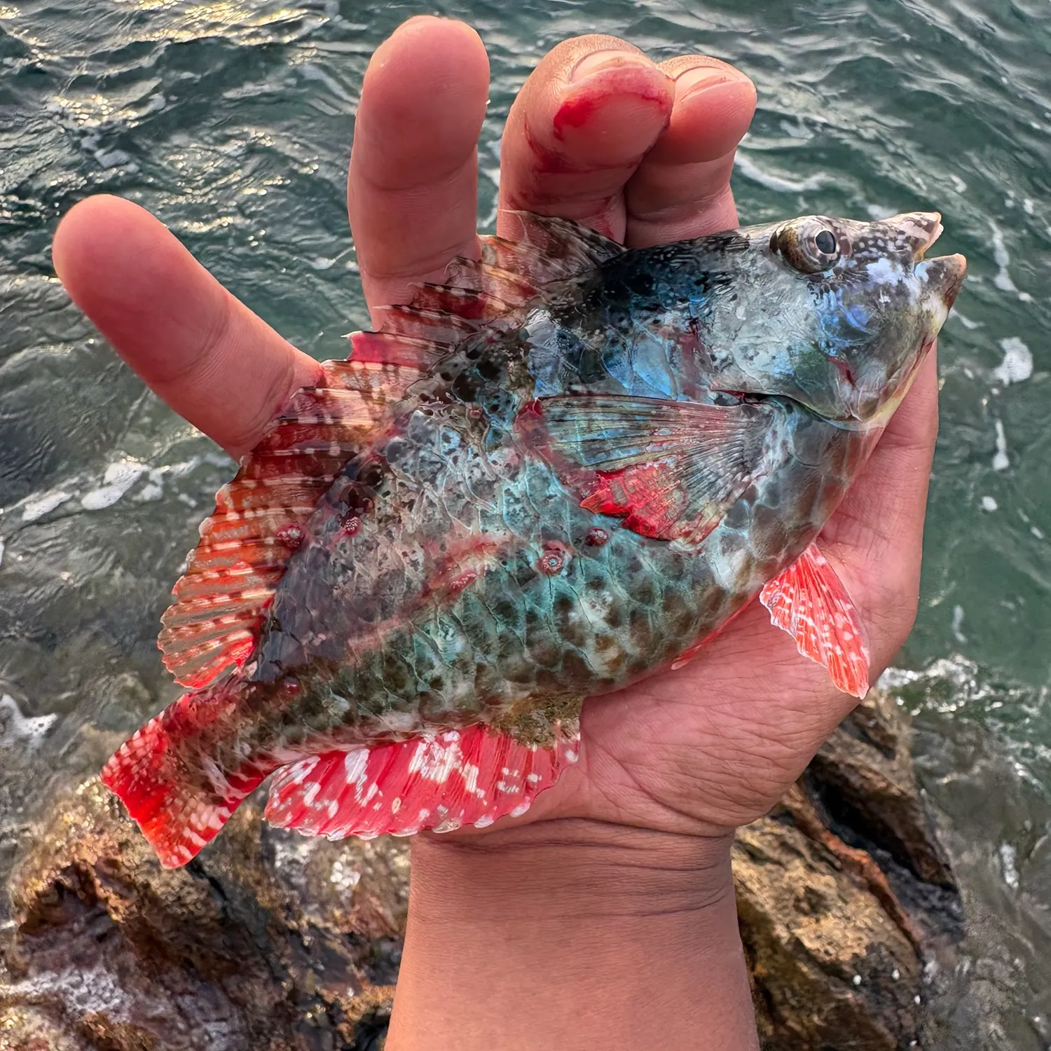 The most recent Redband Parrotfish catches on Fishbrain