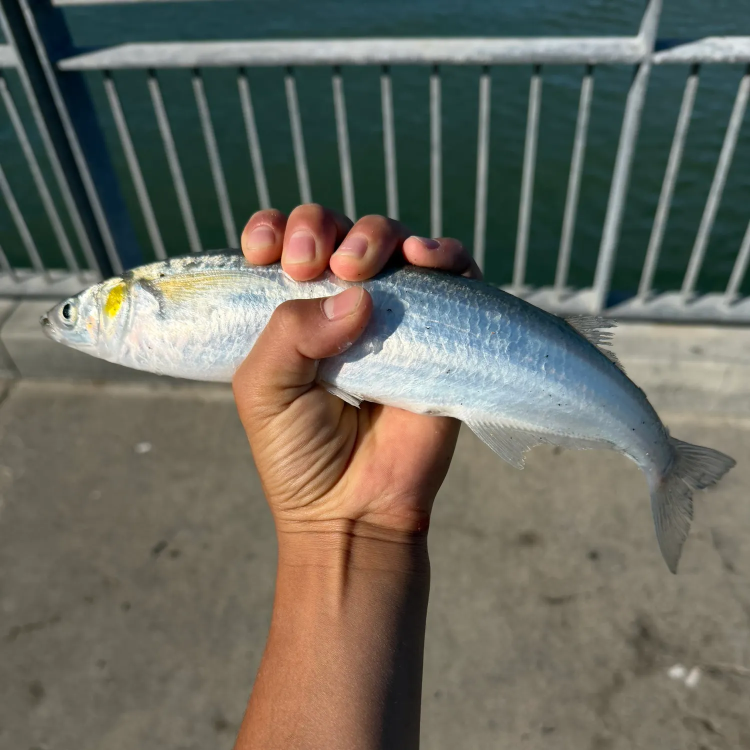 Surf smelt caught on Fishbrain