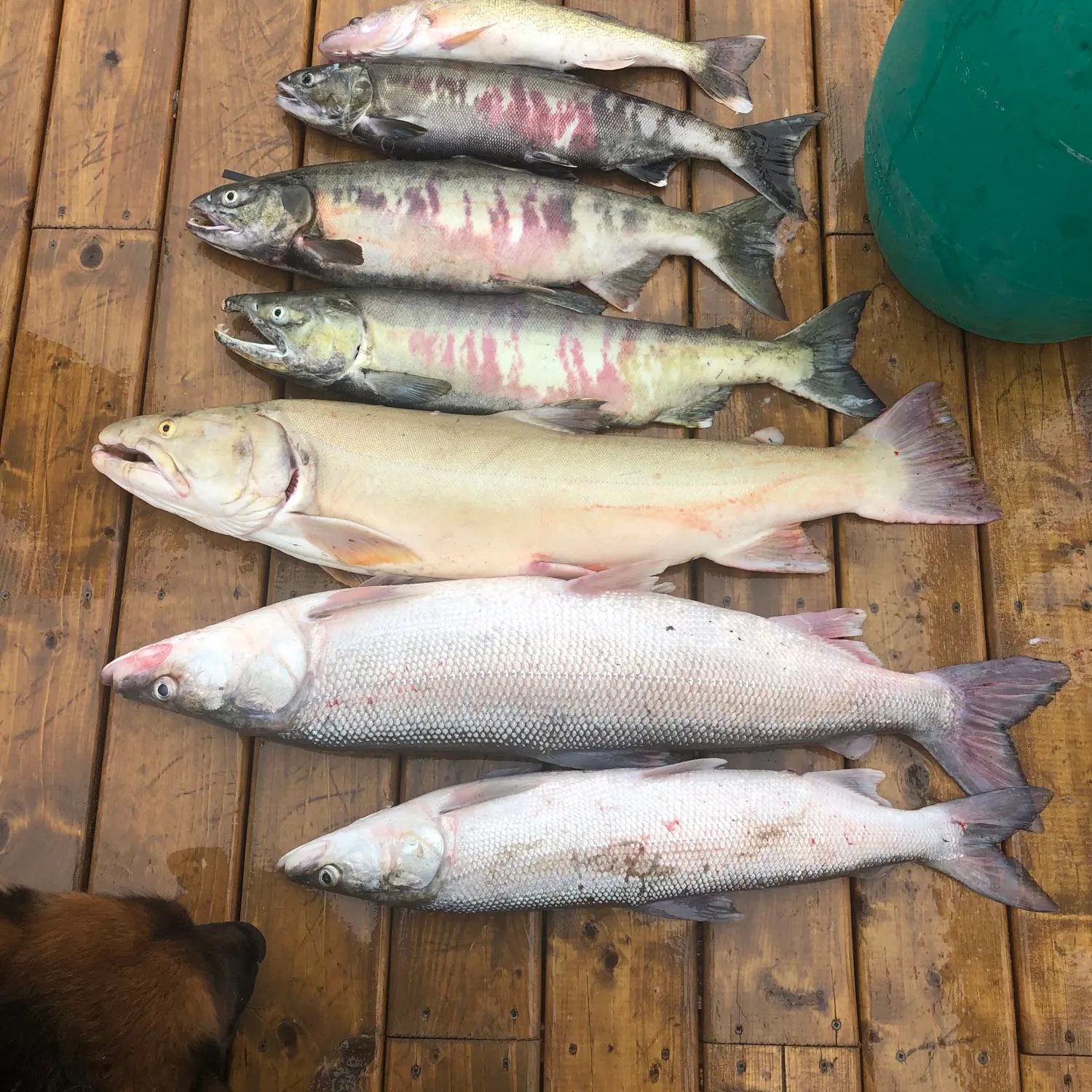 recently logged catches