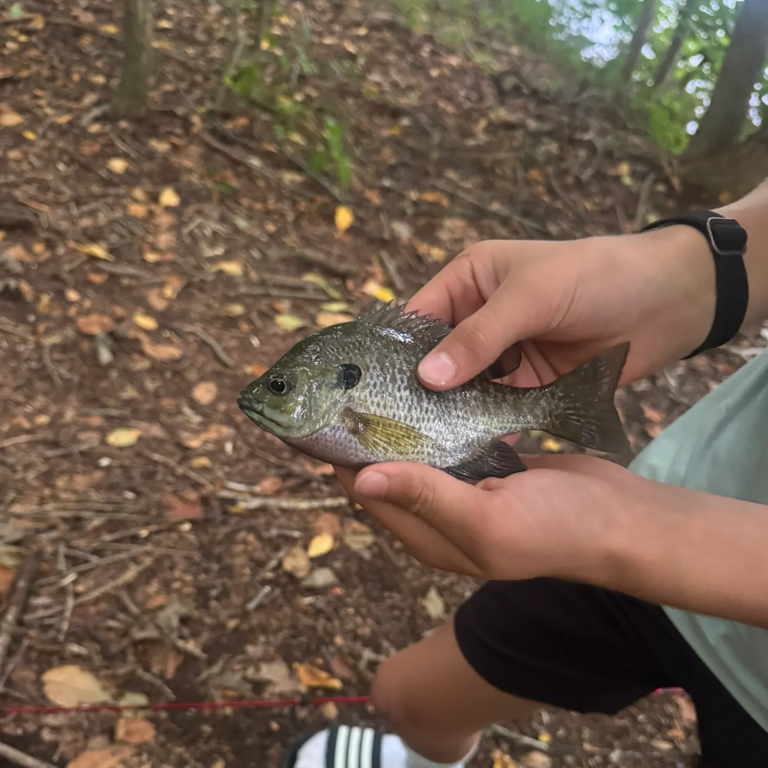 Bluegill caught on Fishbrain