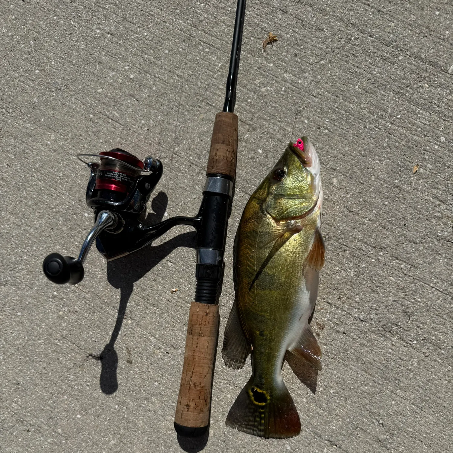 Butterfly peacock bass caught on Fishbrain