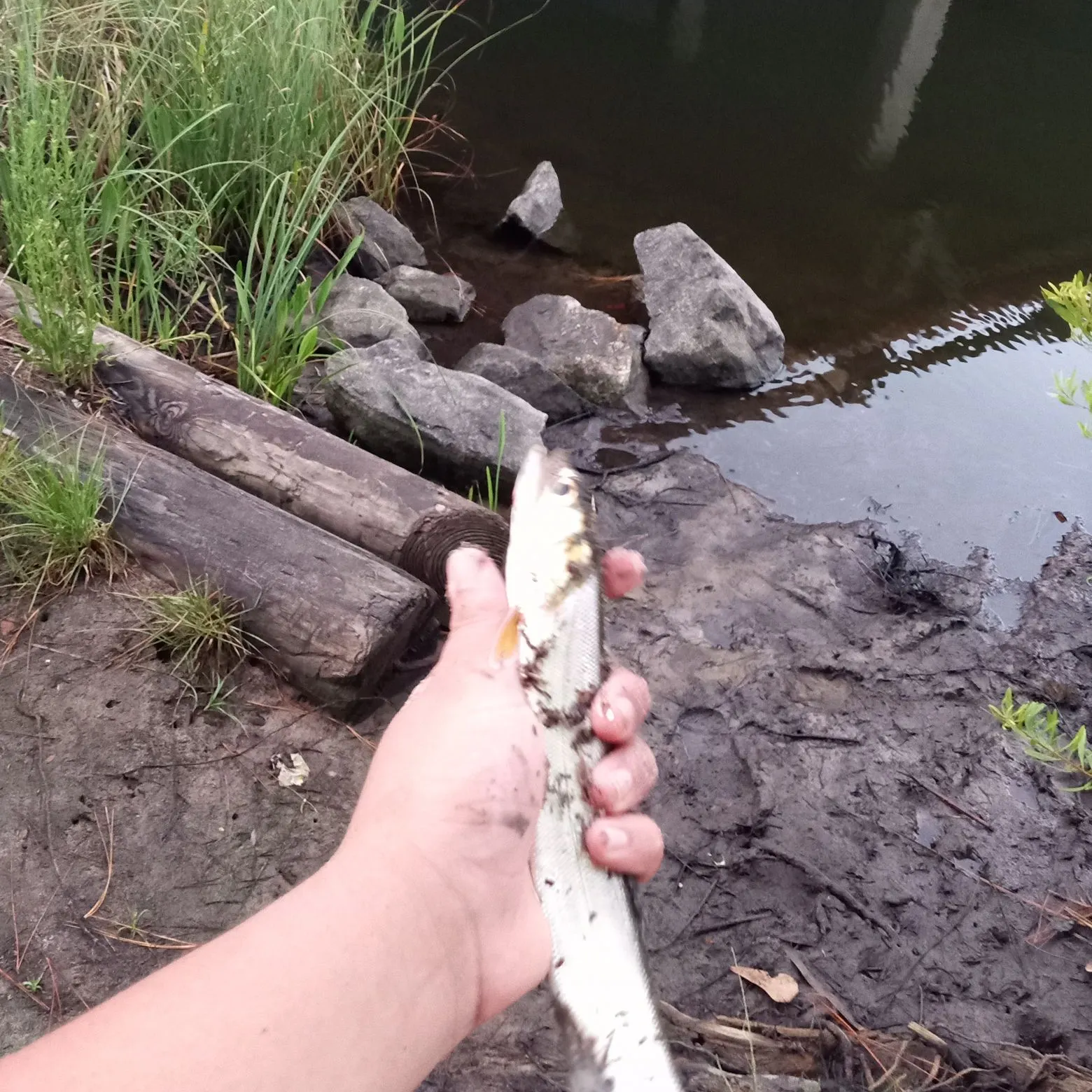 The most recent Ladyfish catches on Fishbrain