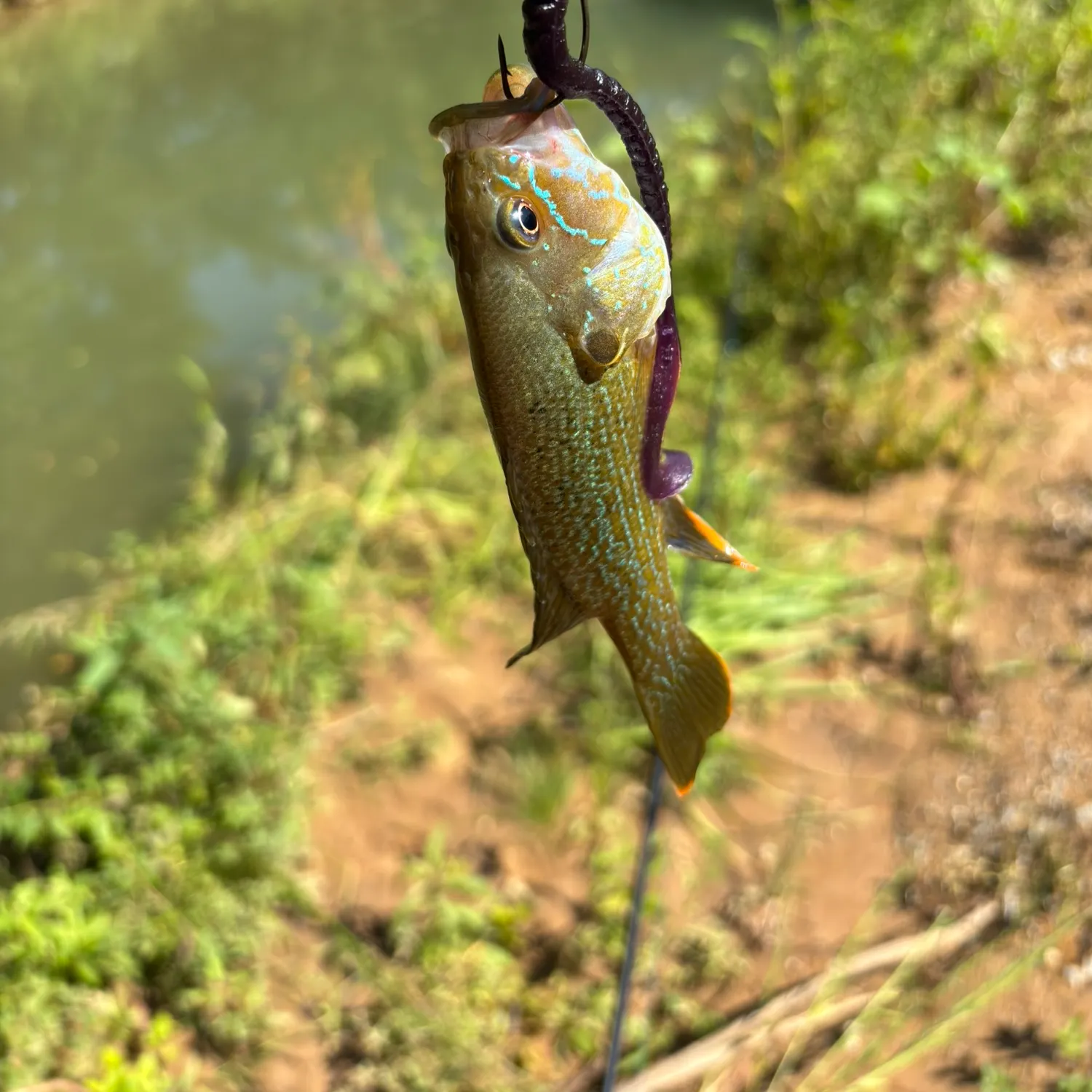 Green sunfish caught on Fishbrain