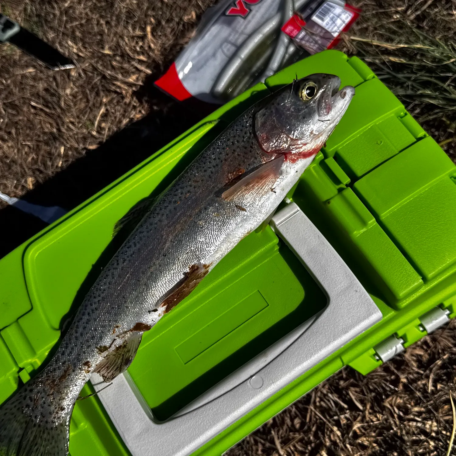 Rainbow trout caught on Fishbrain