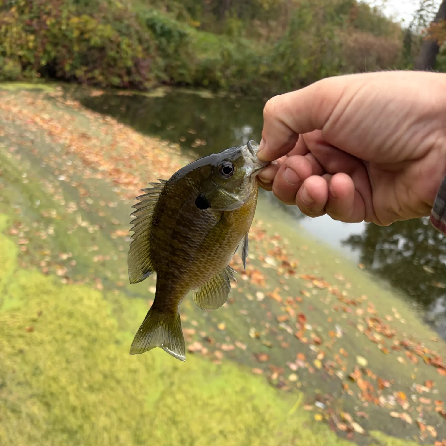 Bluegill caught on Fishbrain