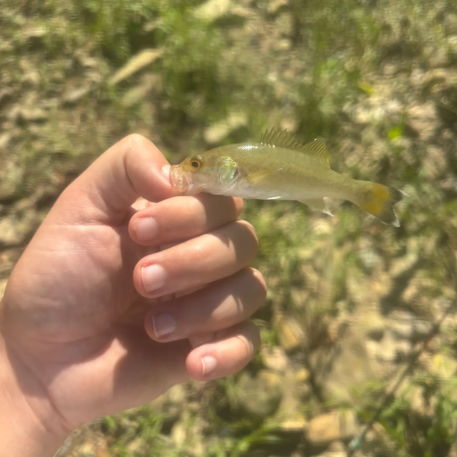 Smallmouth bass caught on Fishbrain