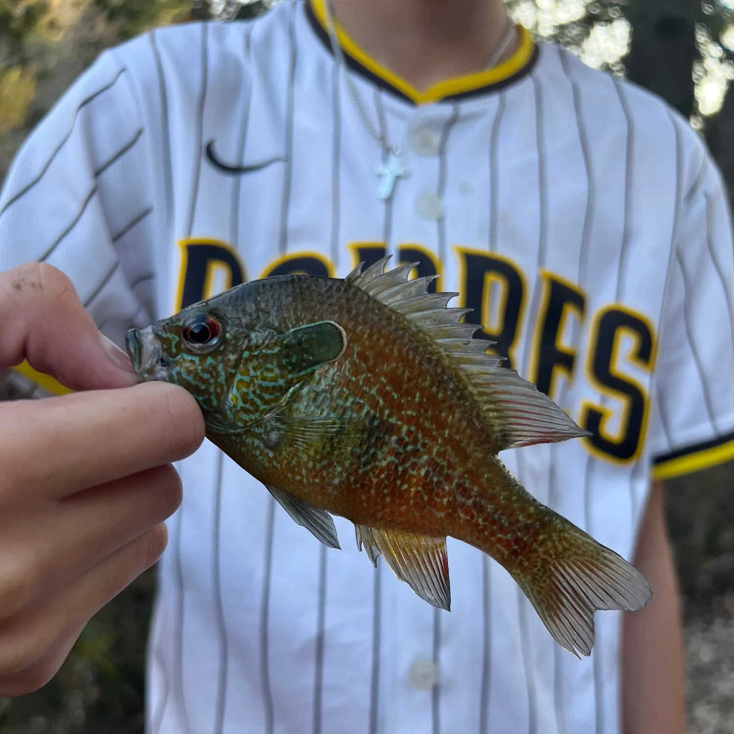 The most recent Plains longear sunfish catches on Fishbrain