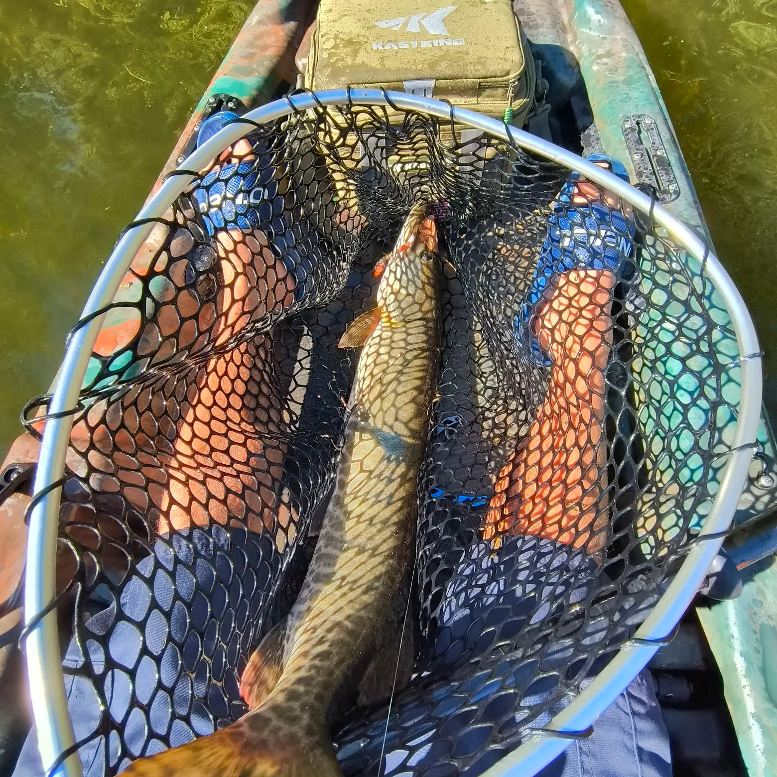 Muskie caught on Fishbrain