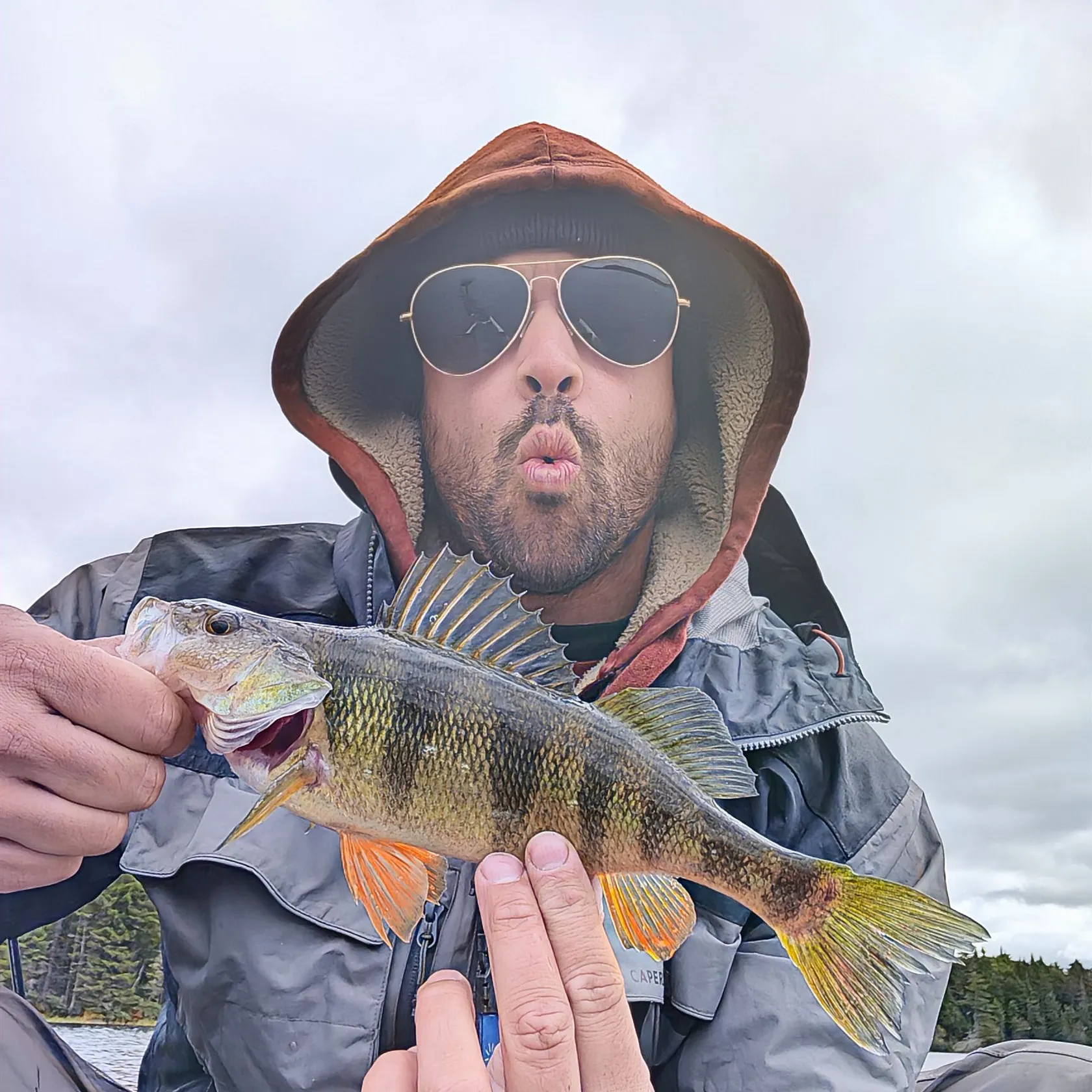 Yellow perch caught on Fishbrain