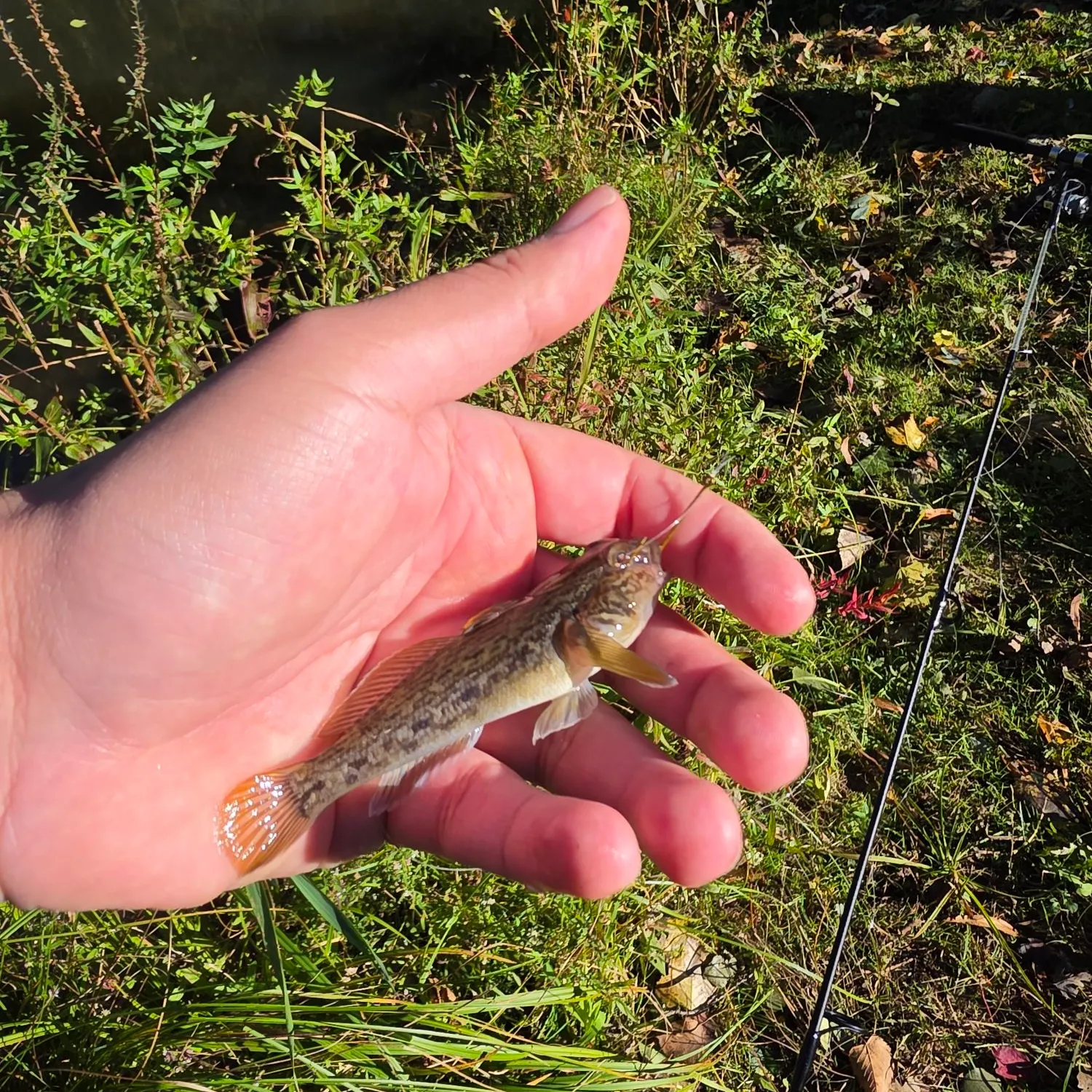 Round goby caught on Fishbrain