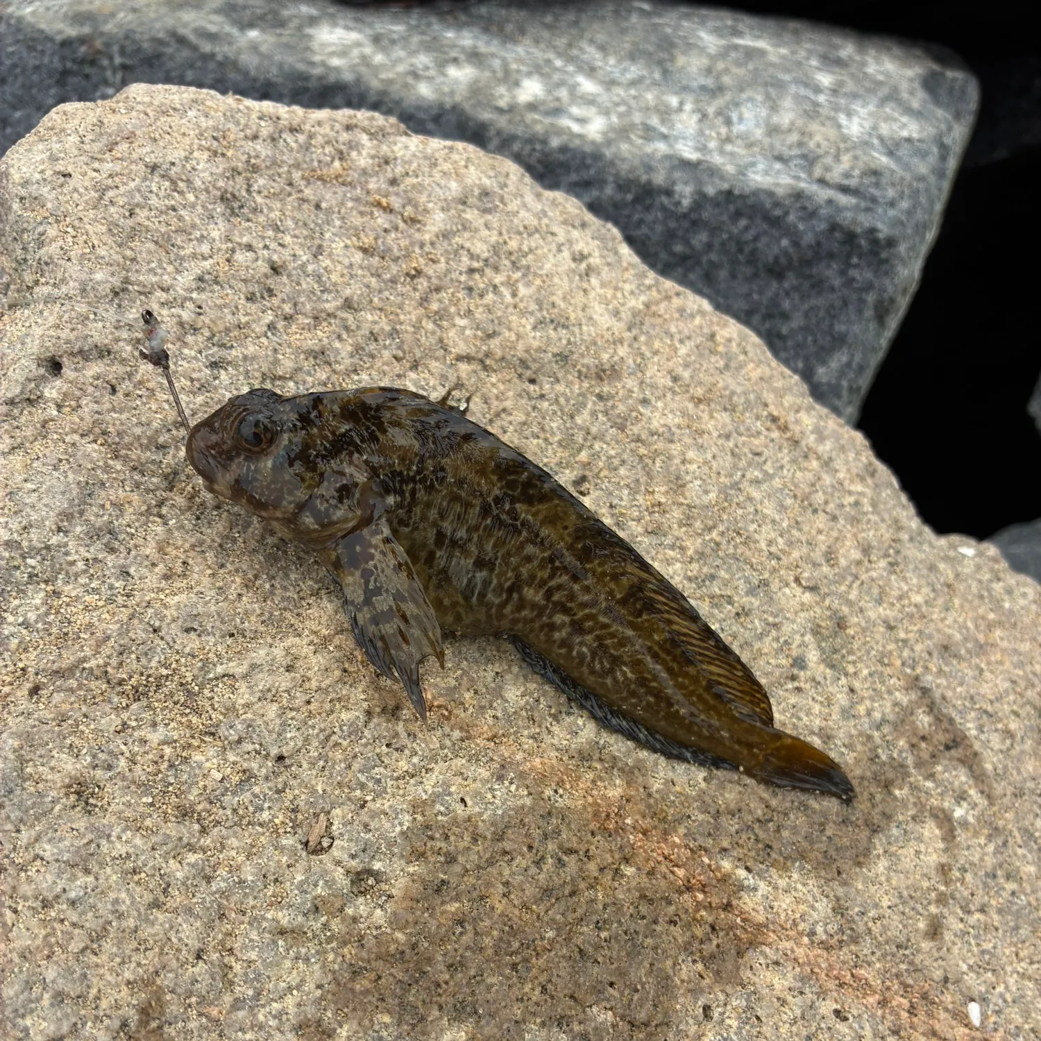 The most recent Shanny catches on Fishbrain