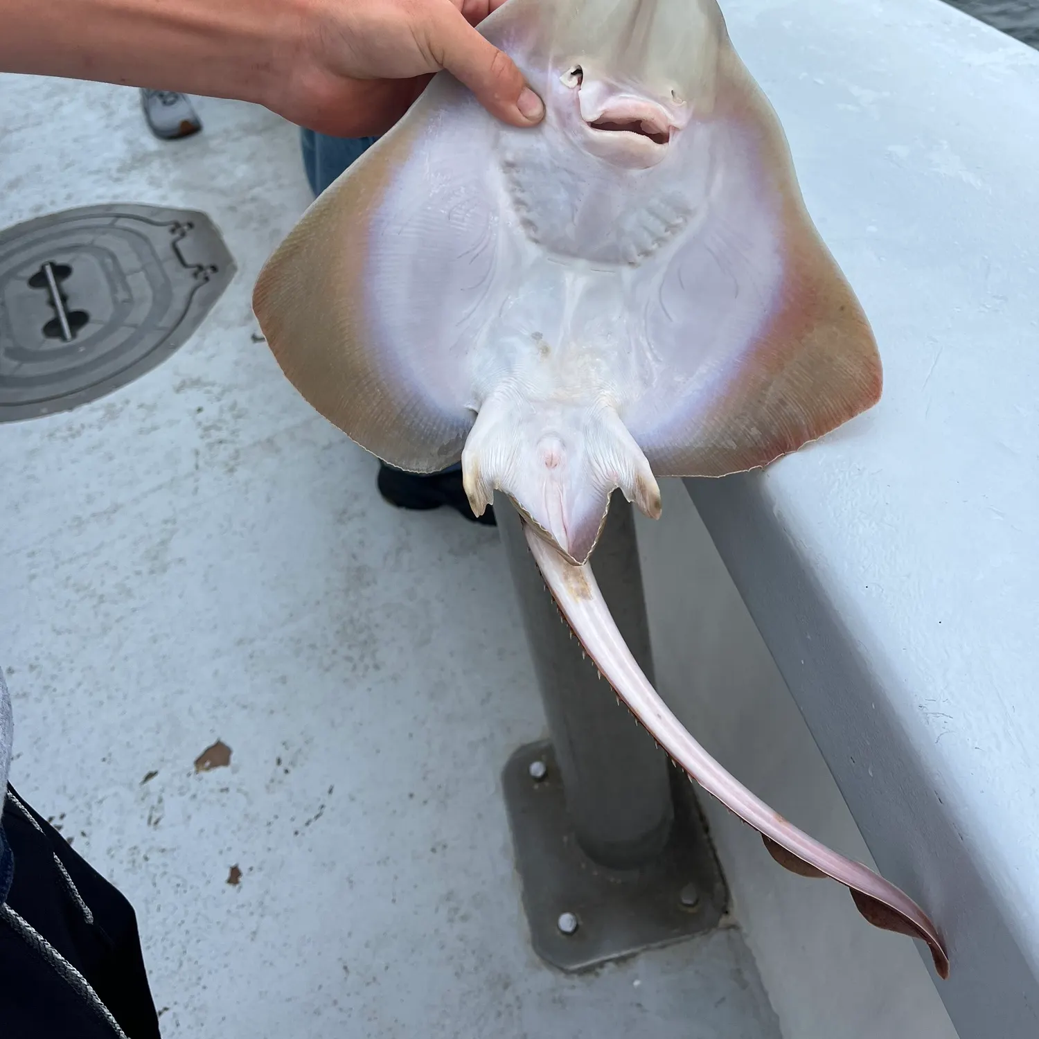 Atlantic stingray caught on Fishbrain