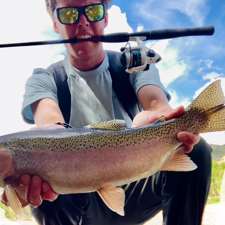 Rainbow trout caught on Fishbrain