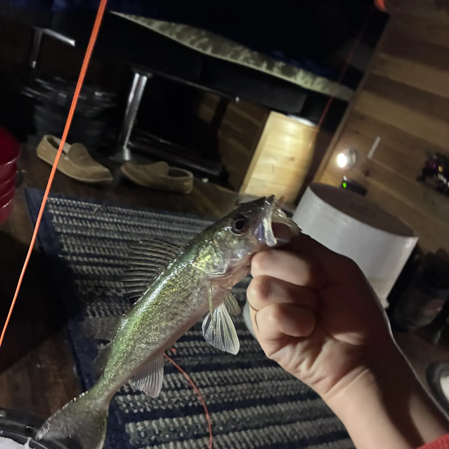 The most recent Walleye catches on Fishbrain