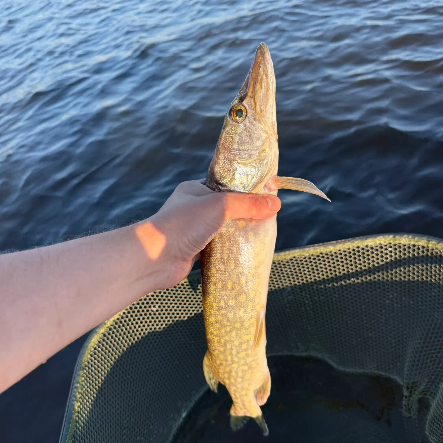 Northern pike caught on Fishbrain