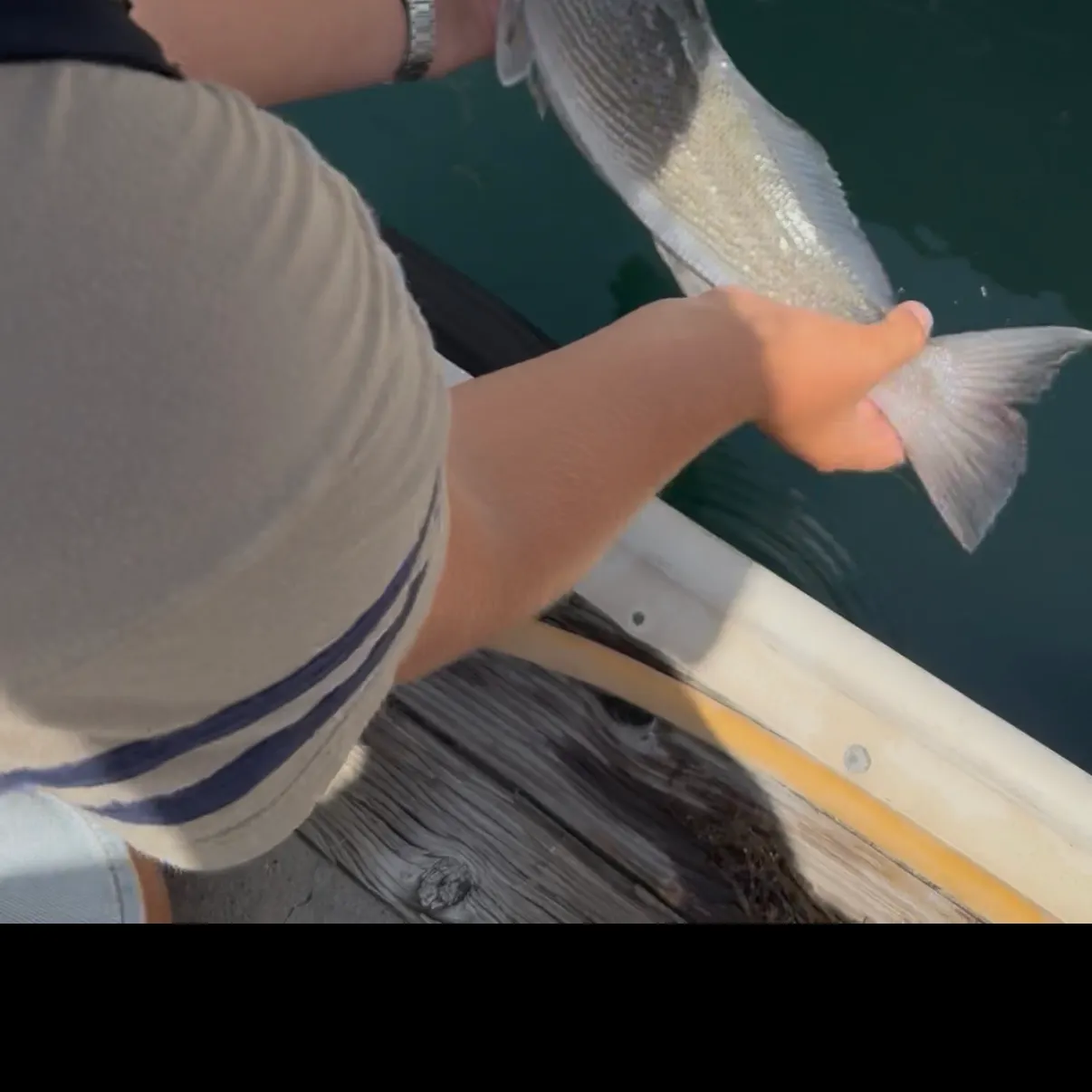 The most recent California corbina catches on Fishbrain