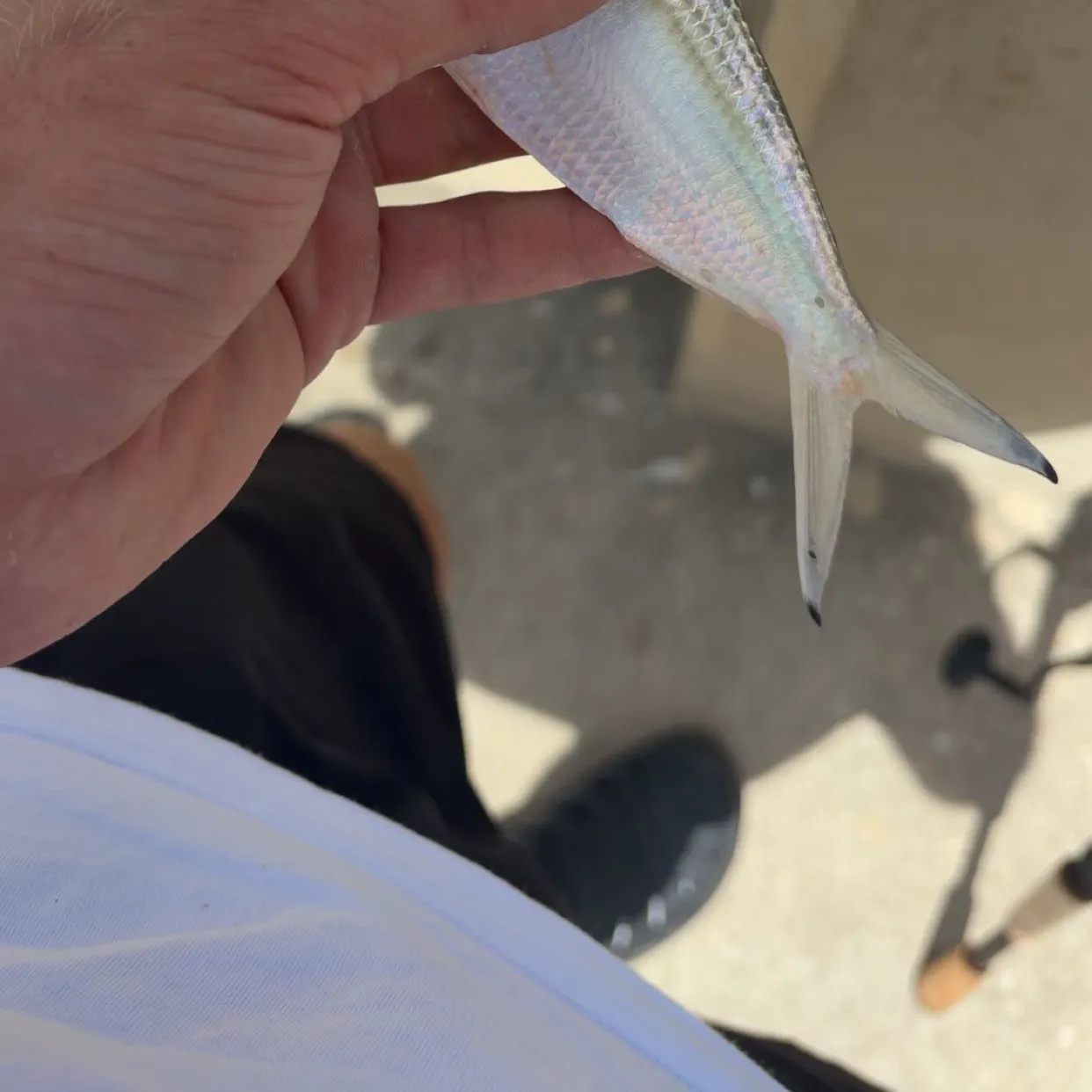 The most recent Atlantic thread herring catches on Fishbrain