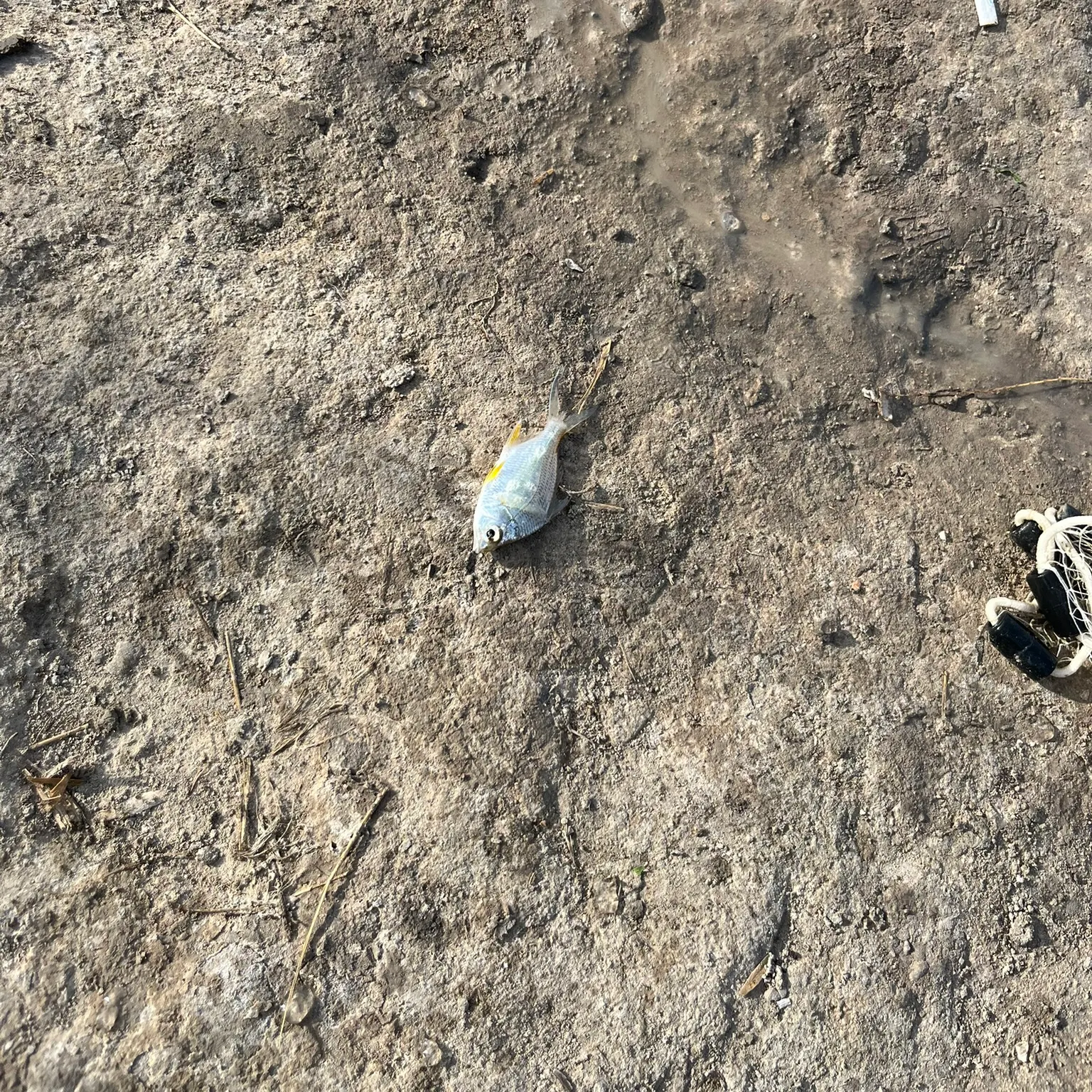 The most recent Deep-bodied mojarra catches on Fishbrain