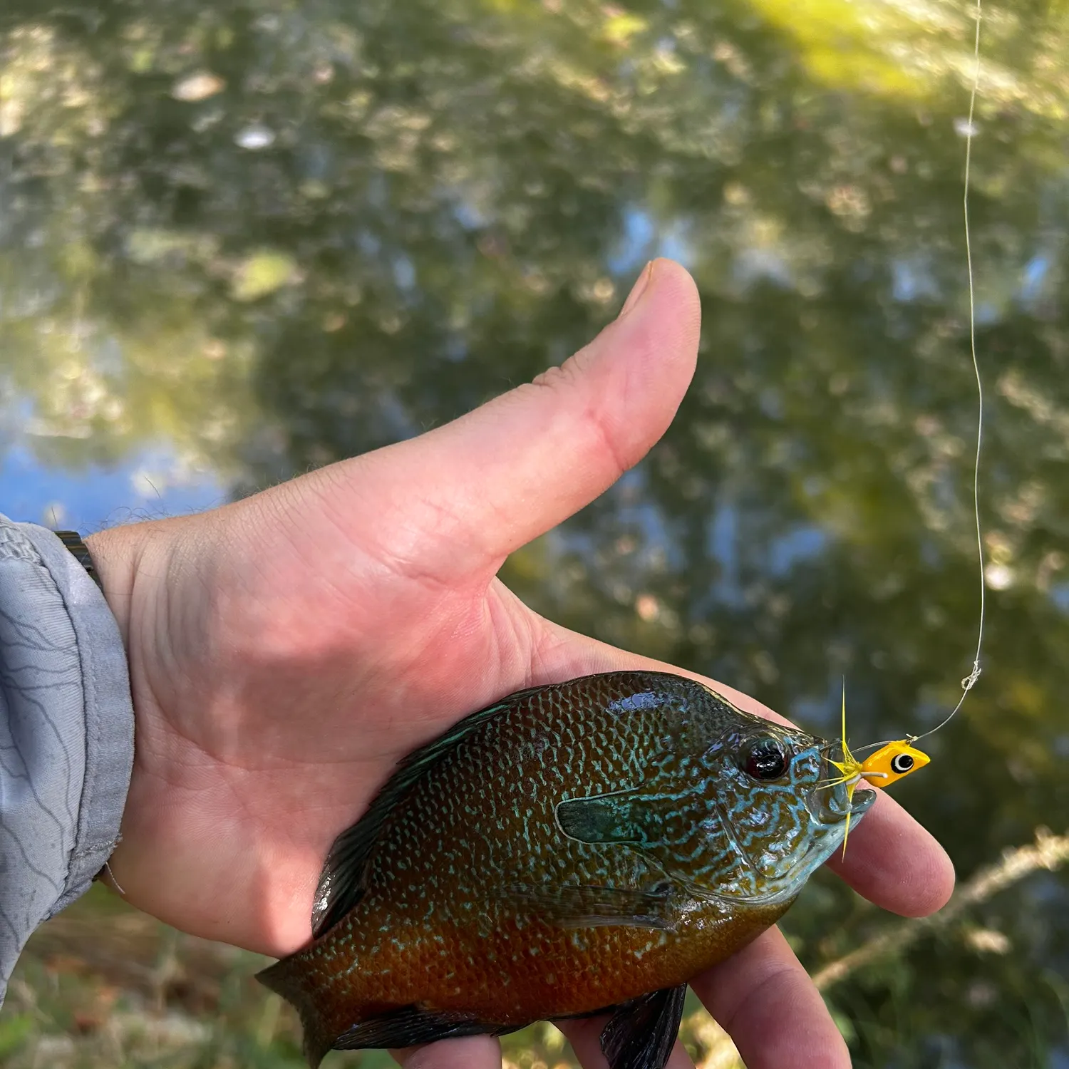 Longear sunfish caught on Fishbrain