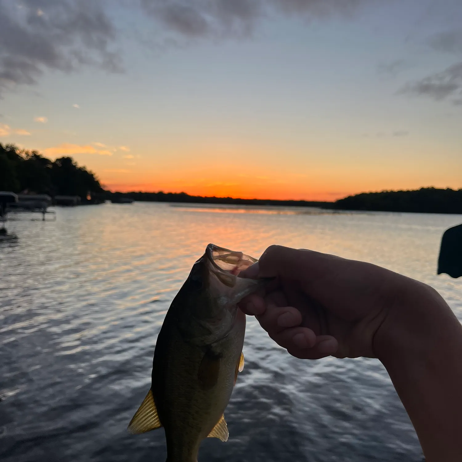 Largemouth bass caught on Fishbrain