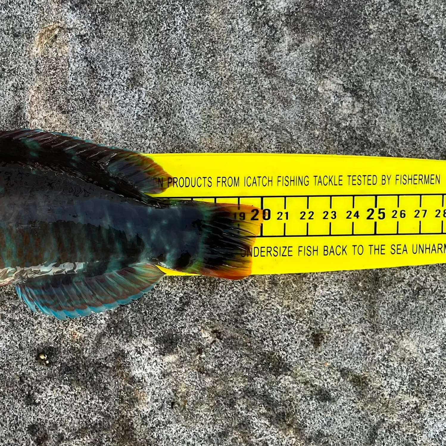 The most recent Gunther's wrasse catches on Fishbrain