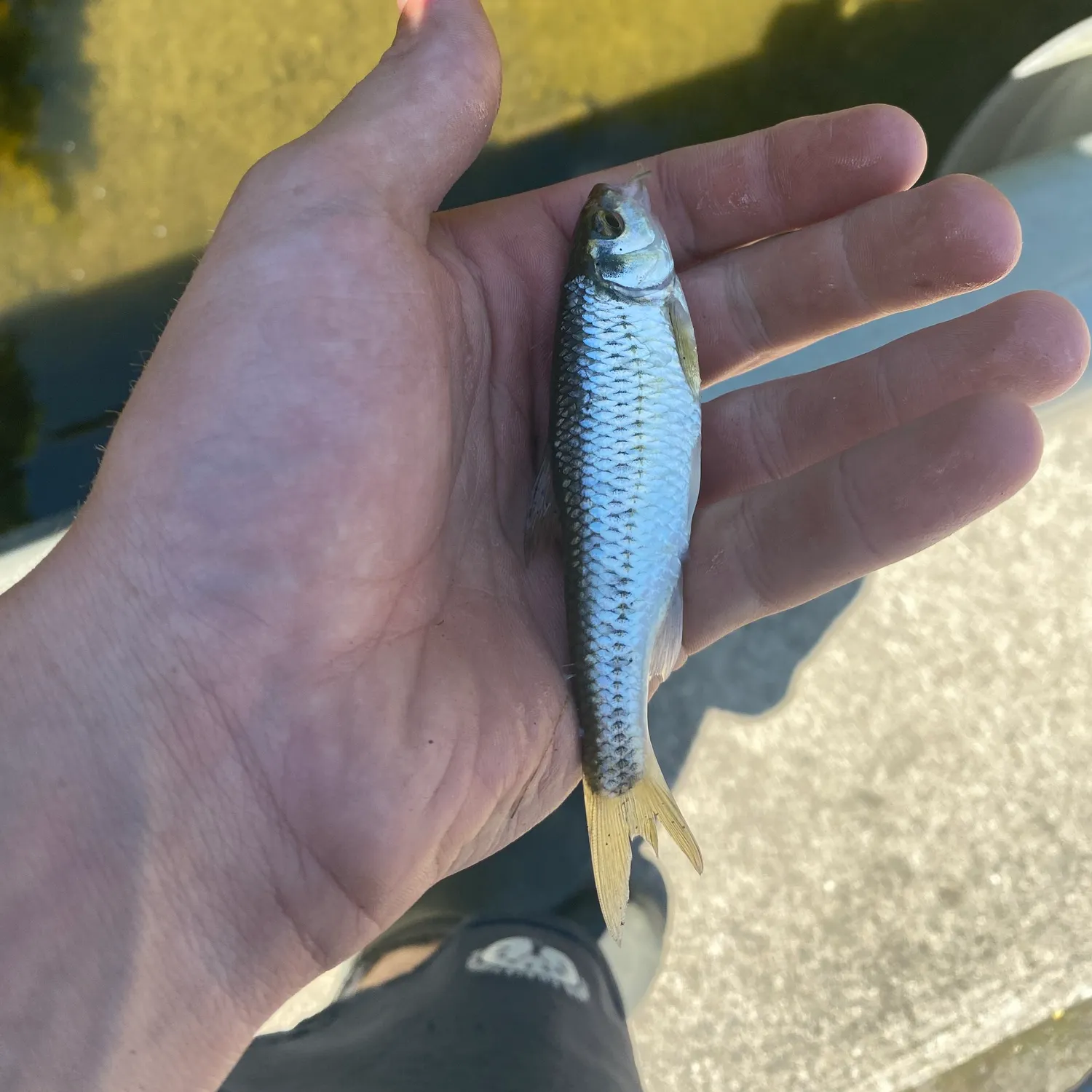 Striped shiner caught on Fishbrain