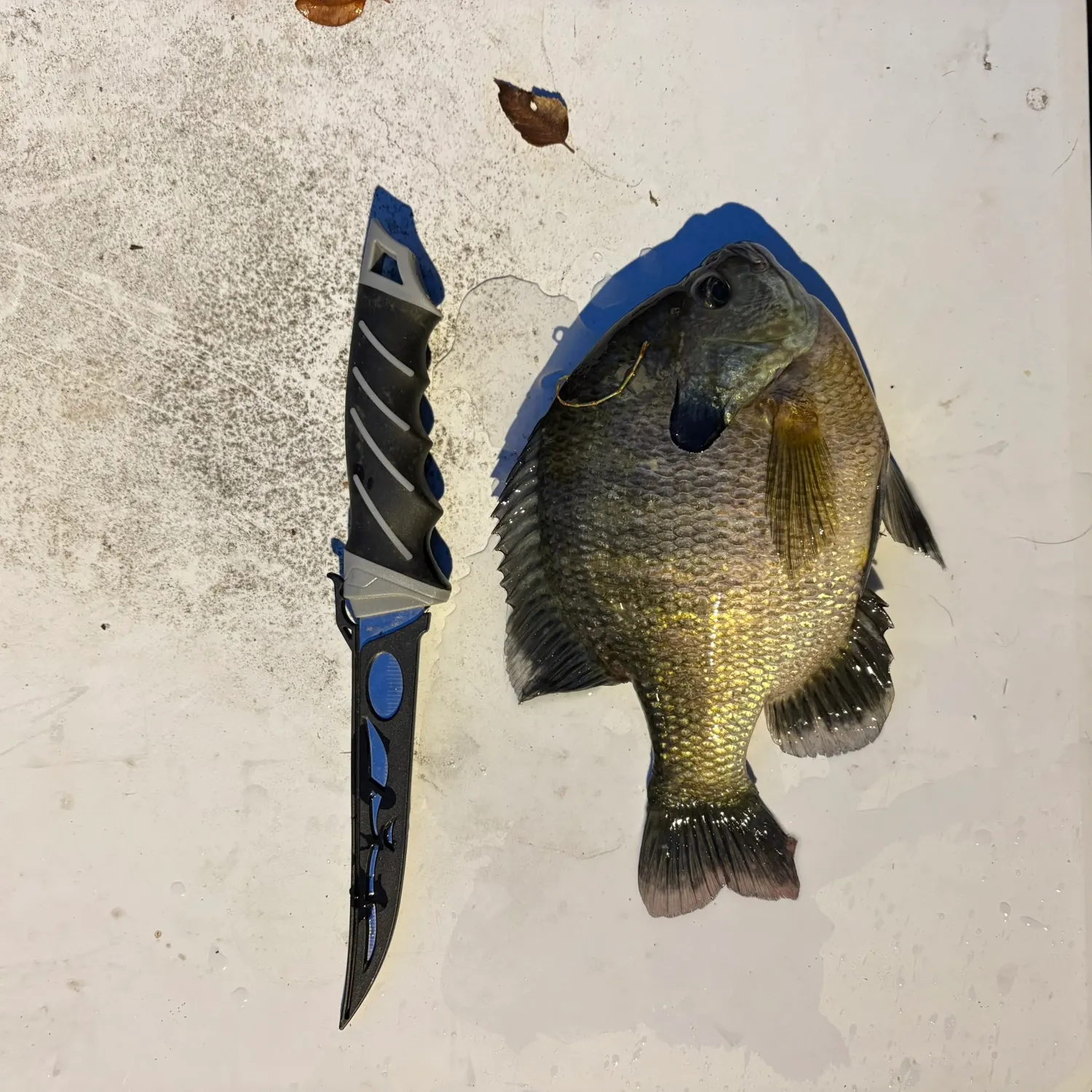 Bluegill caught on Fishbrain